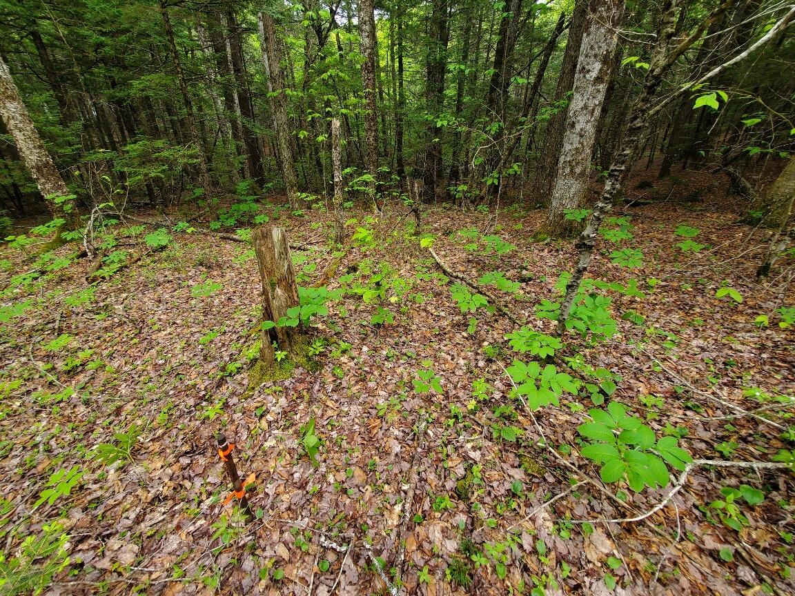 Lot 7 Heath Road Property Photo 24