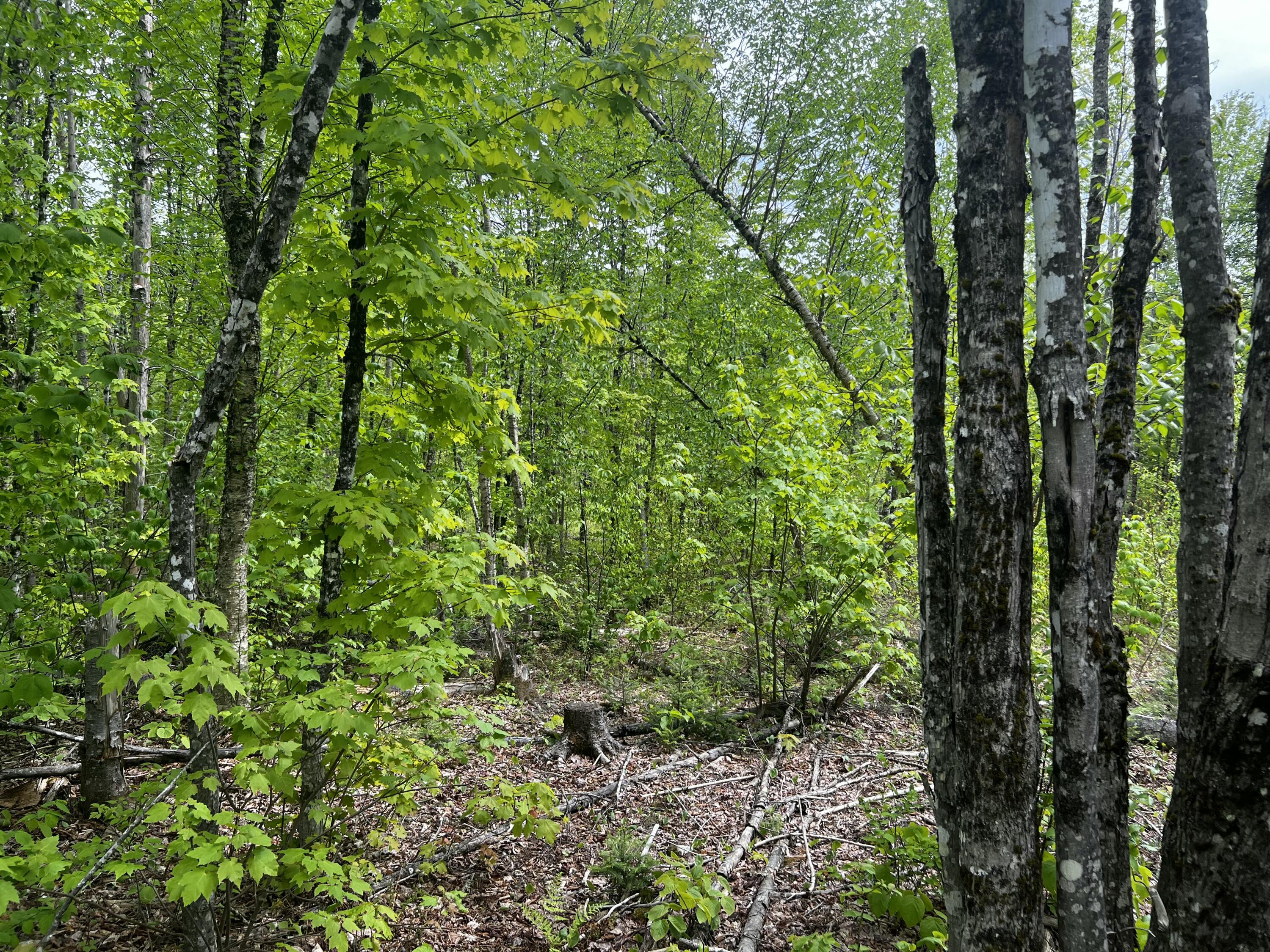 Off North Road Property Photo 19