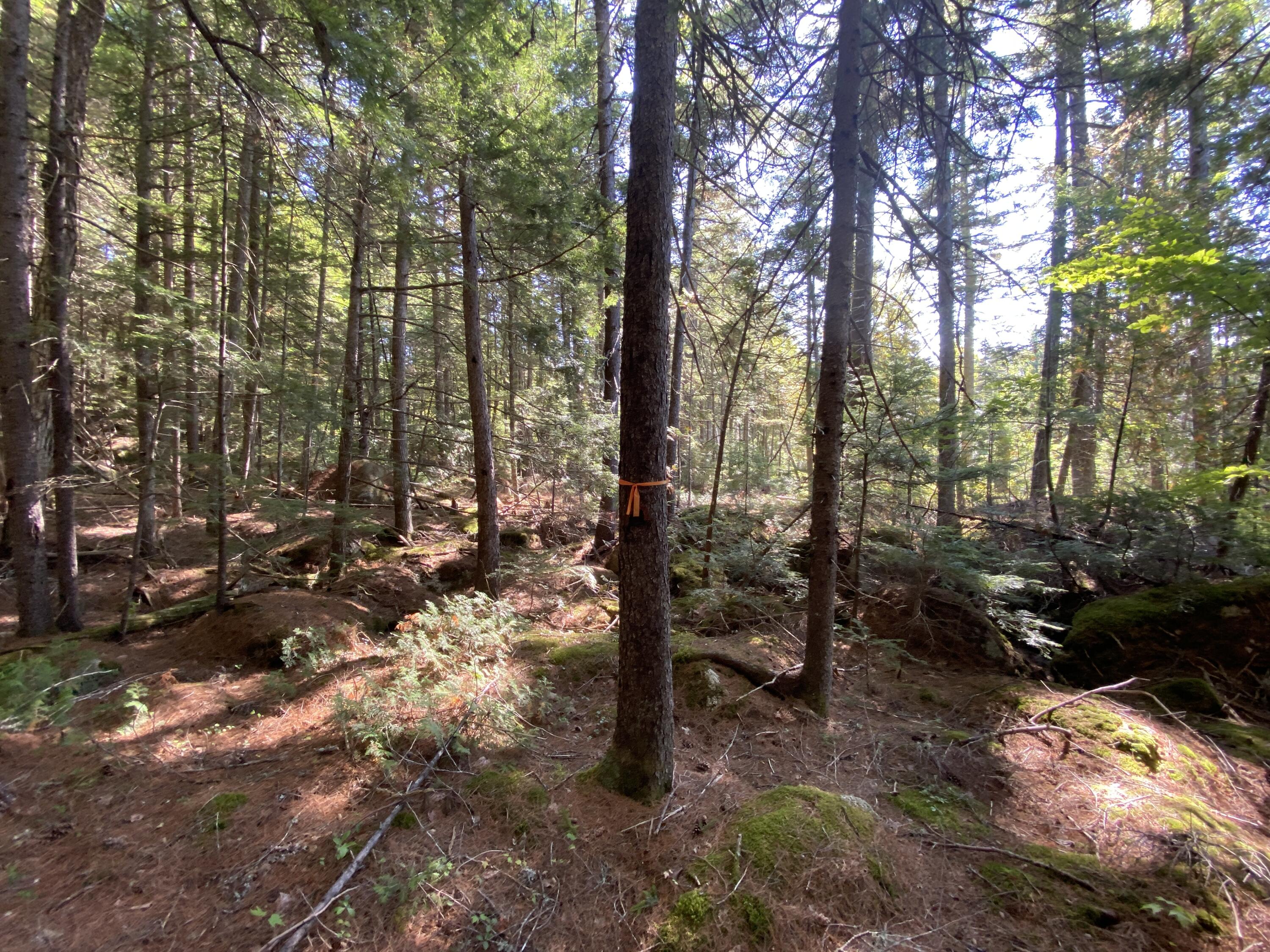 M06-lot18b Sys Road Property Photo 15