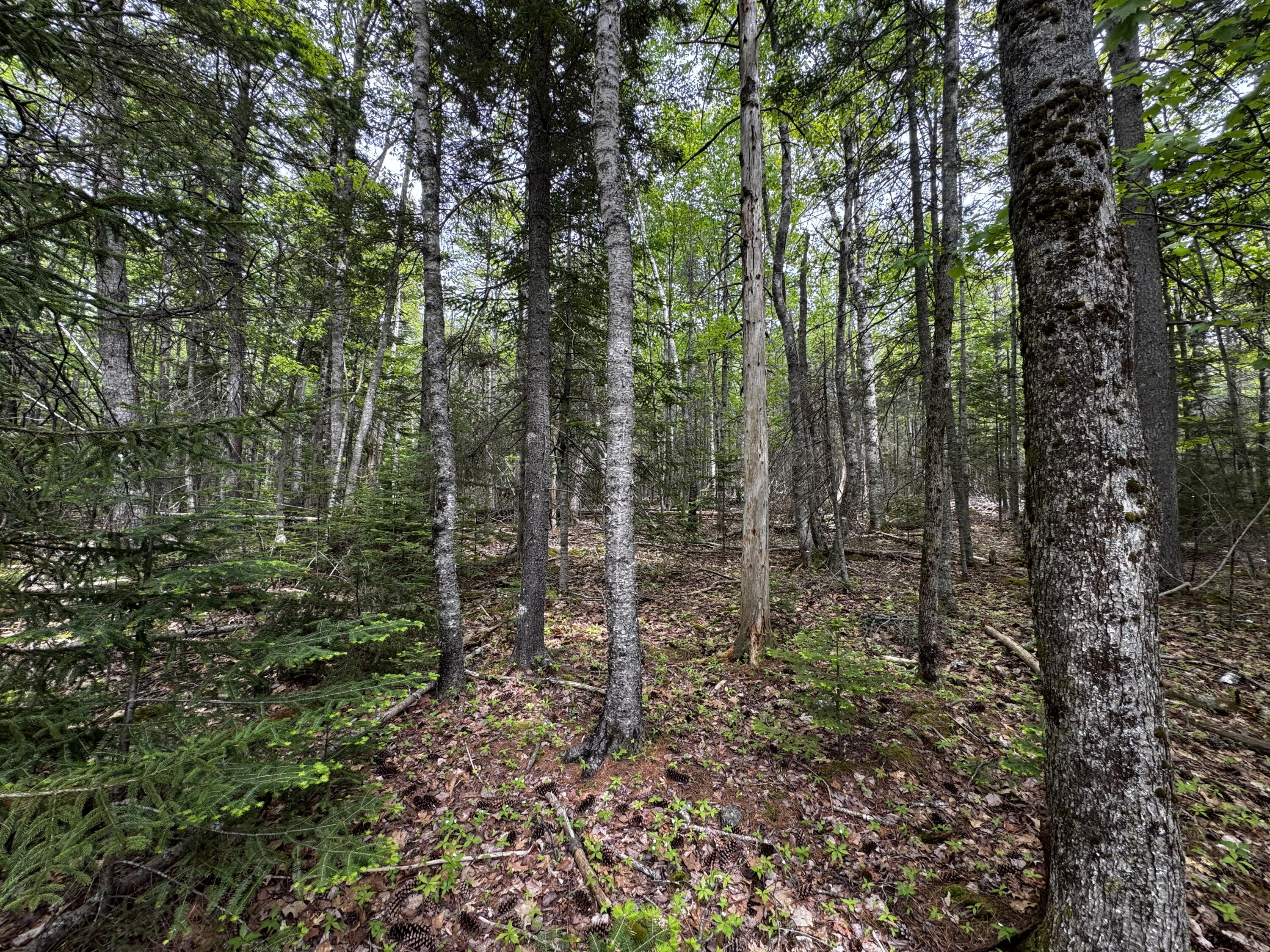 Lot 0 Hadley Point Road Property Photo 1