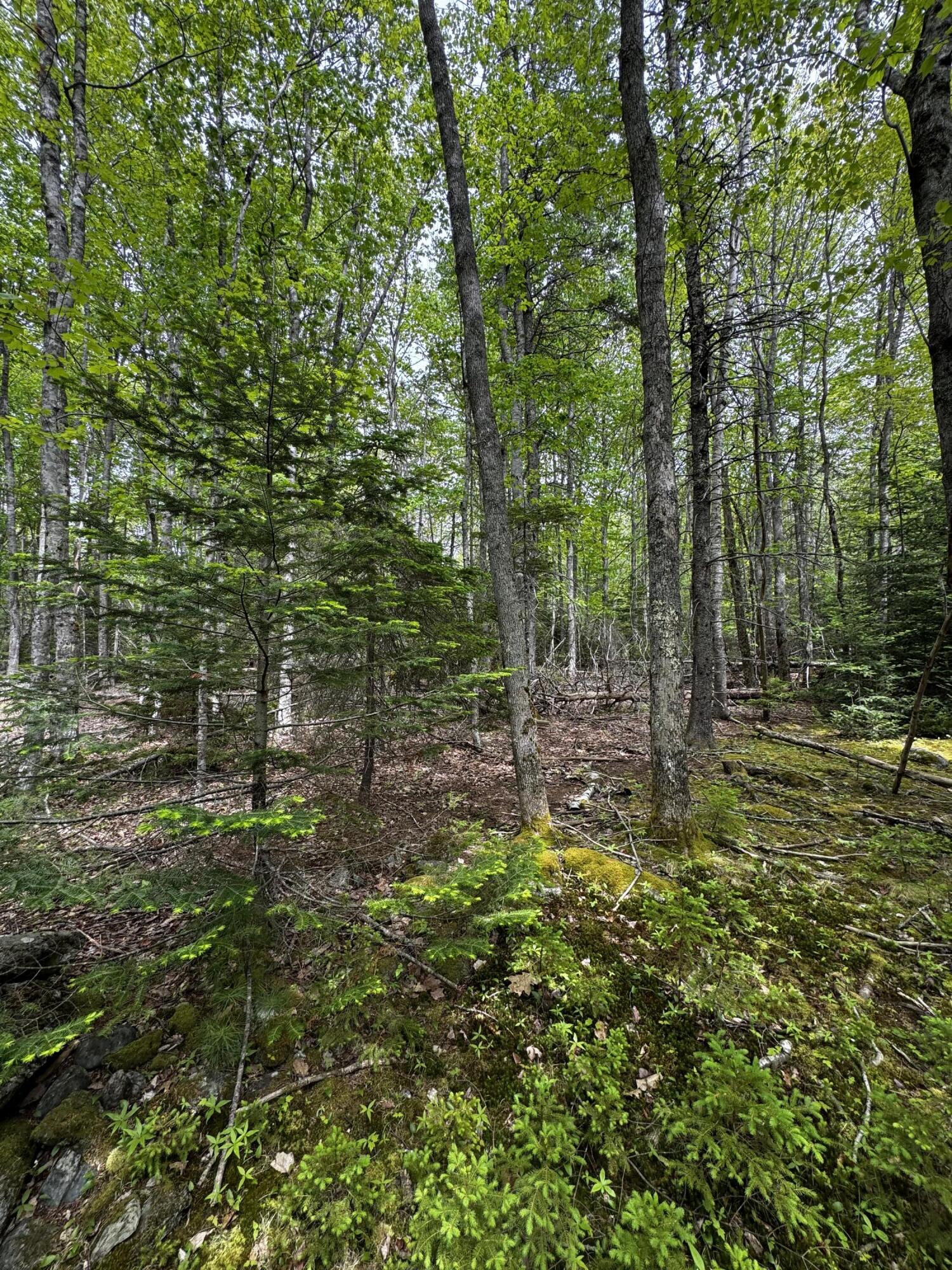 Lot 0 Hadley Point Road Property Photo 3