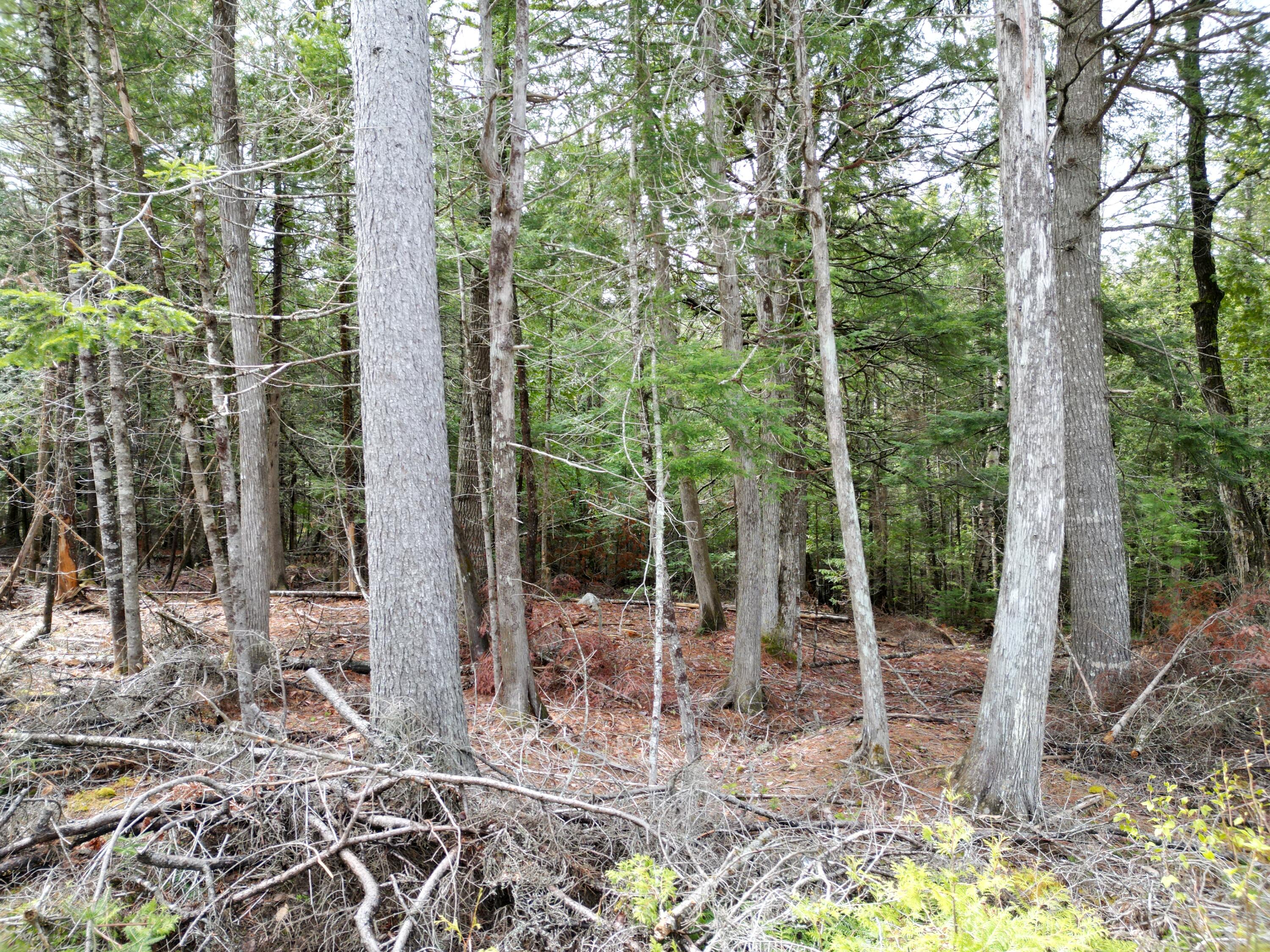 20 Twin Springs Lane Property Photo 7