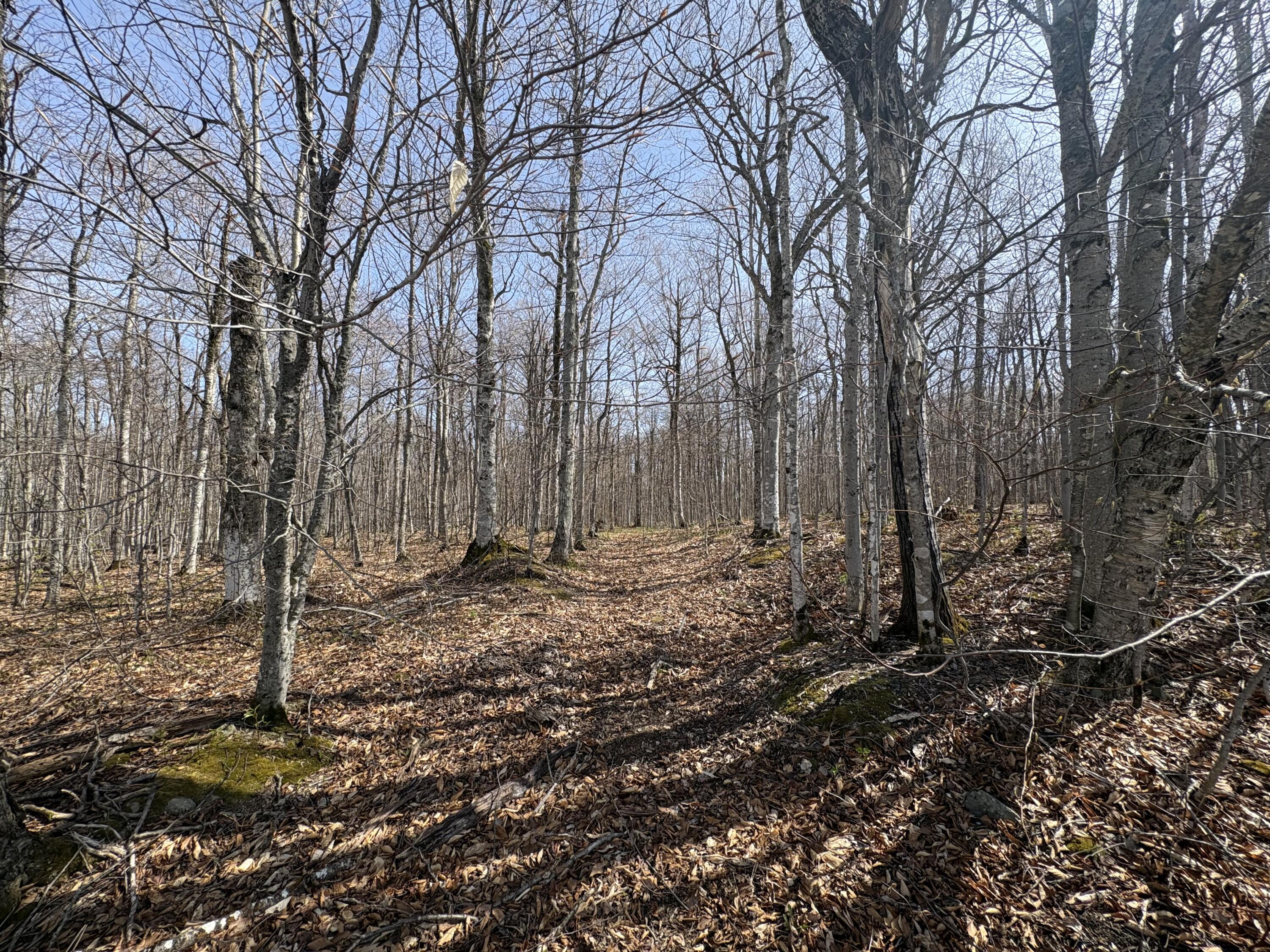 Lot 12 Off Conant (end Of Johnson Rd) Road Property Photo 4
