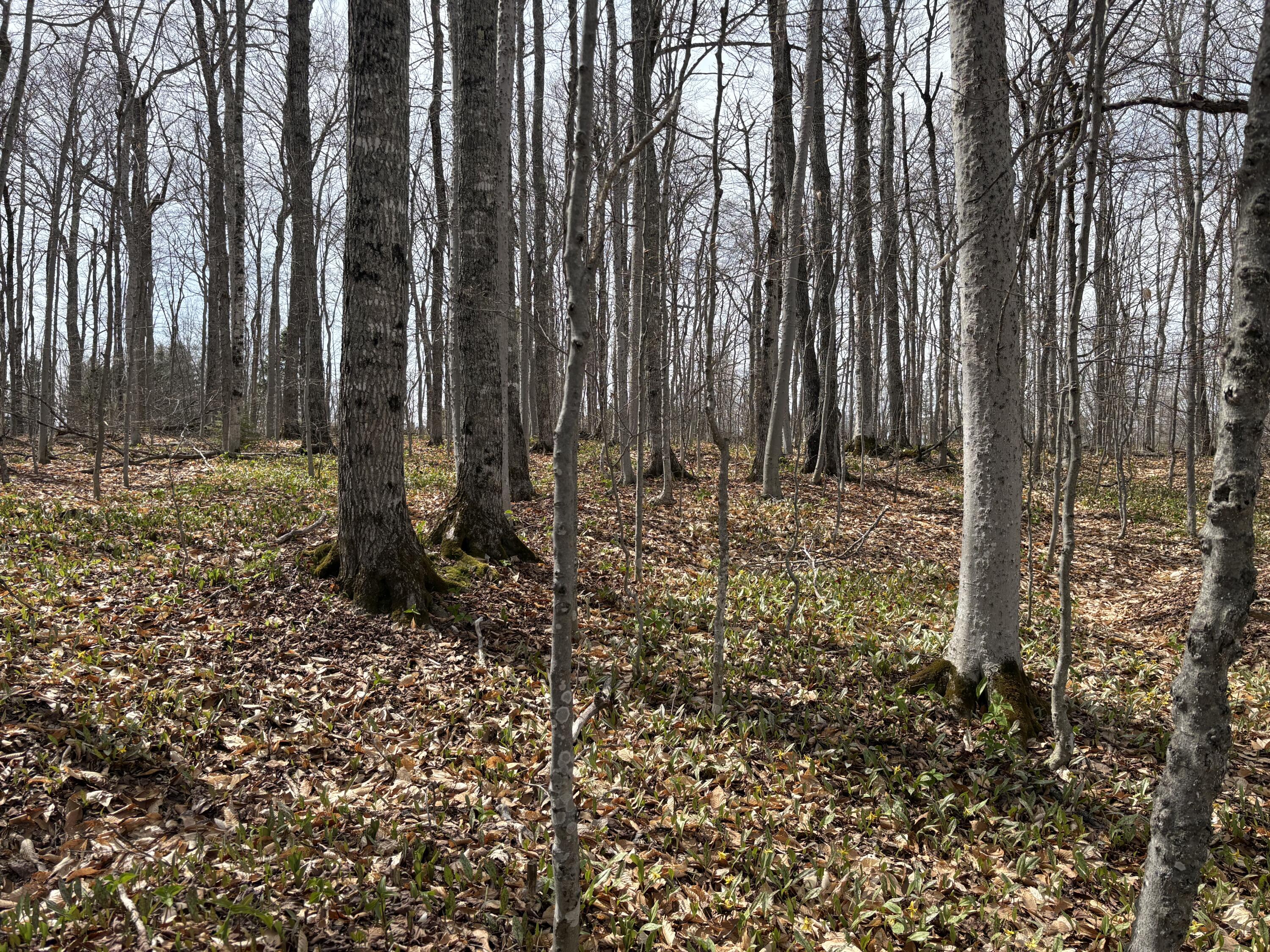 Lot 12 Off Conant (end Of Johnson Rd) Road Property Photo 5