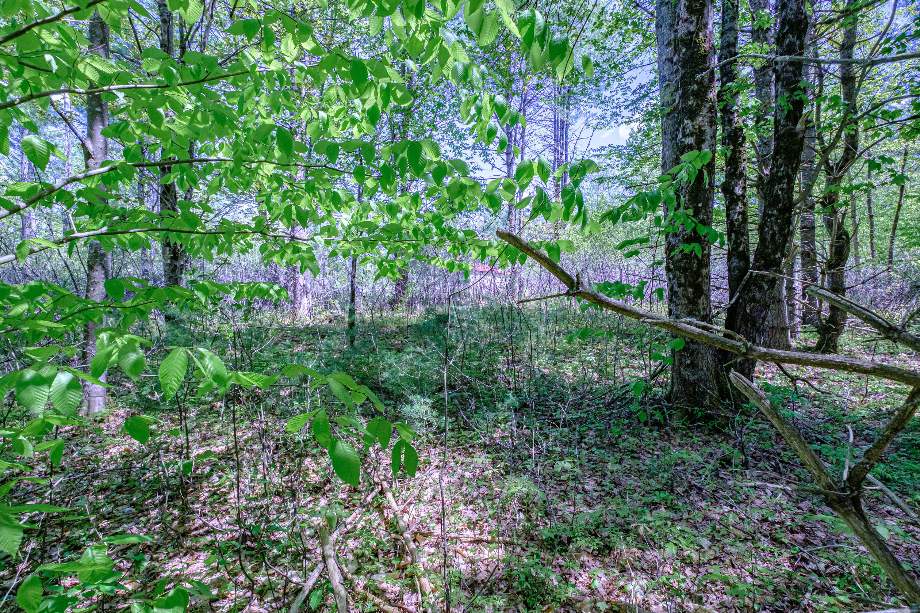 Lot 22 King Street Property Photo 18