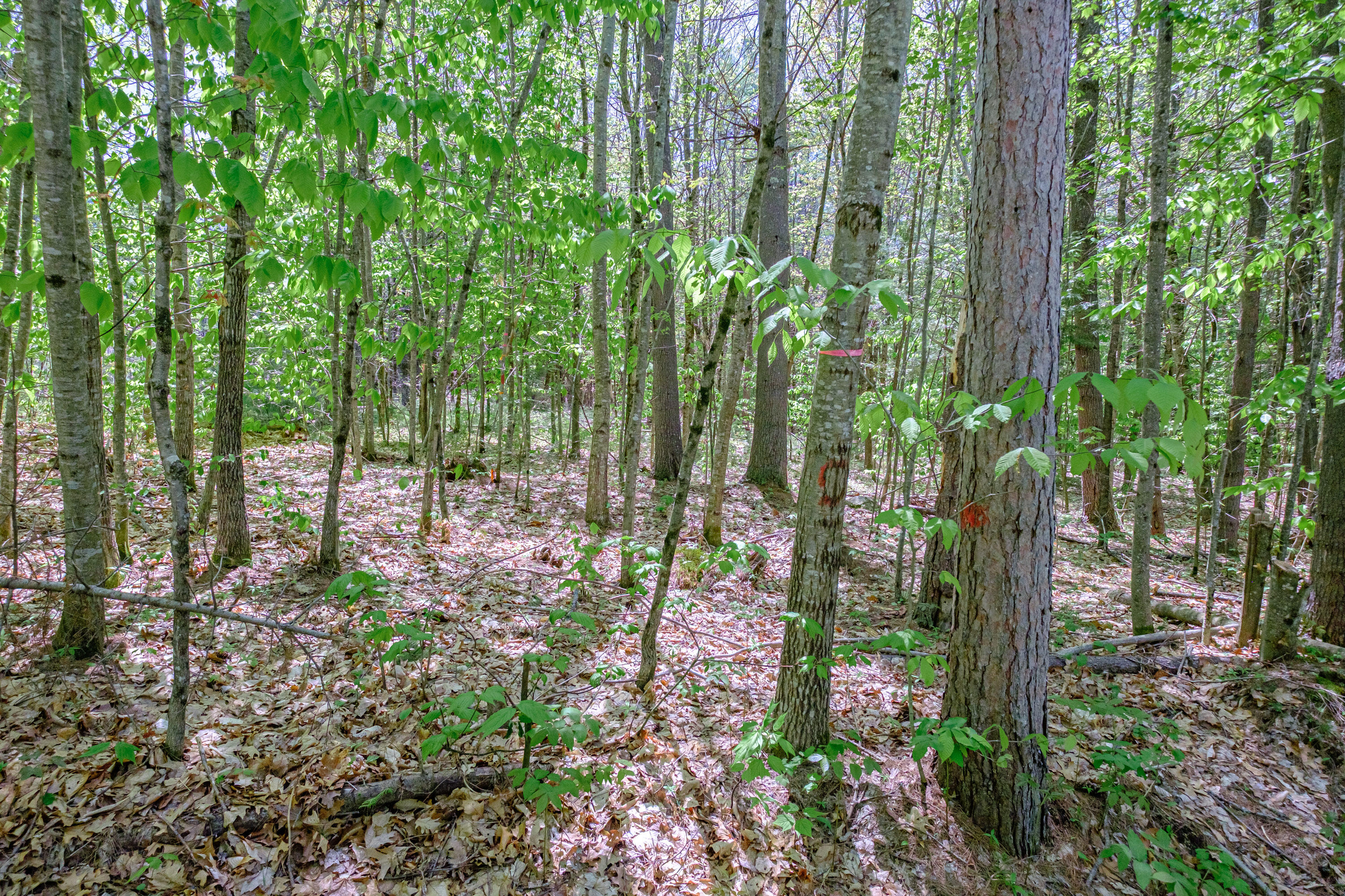 Lot 22 King Street Property Photo 28