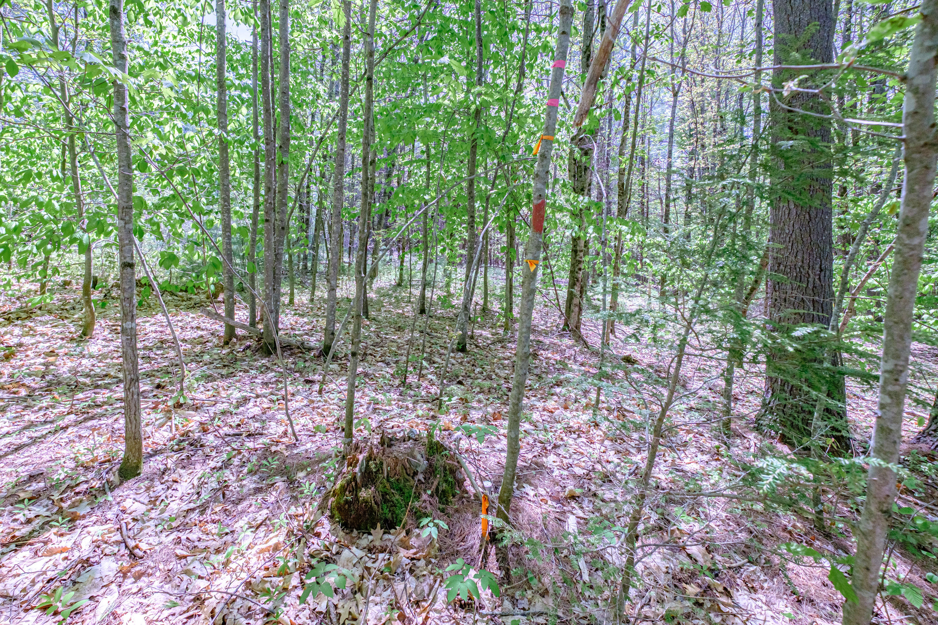 Lot 22 King Street Property Photo 31