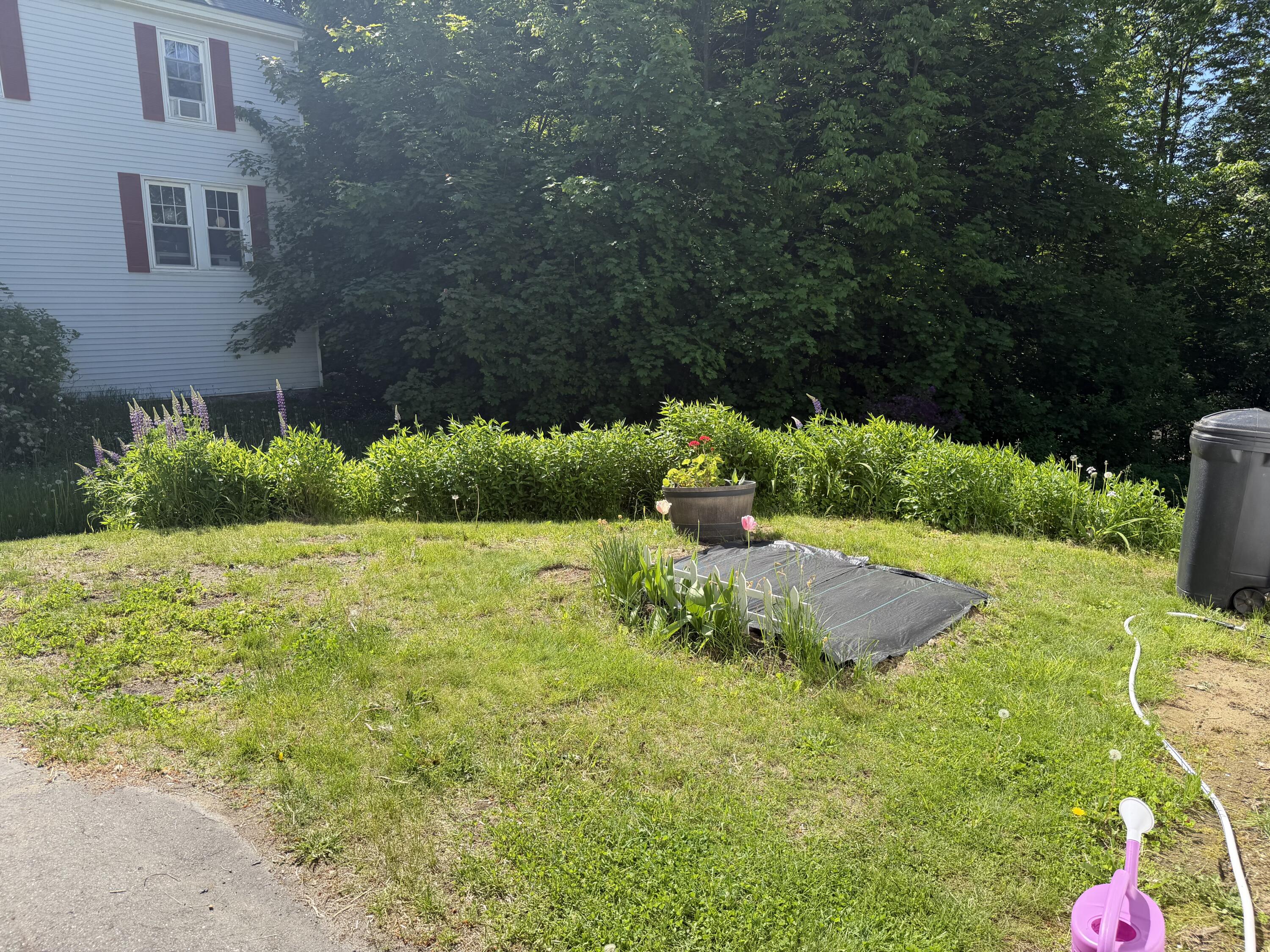 11 Mayo Street Property Photo 21