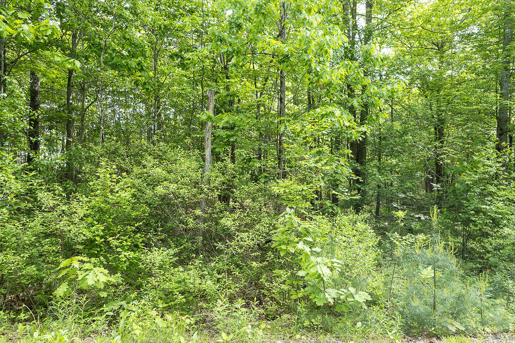 1171 Plains Road Property Photo 9