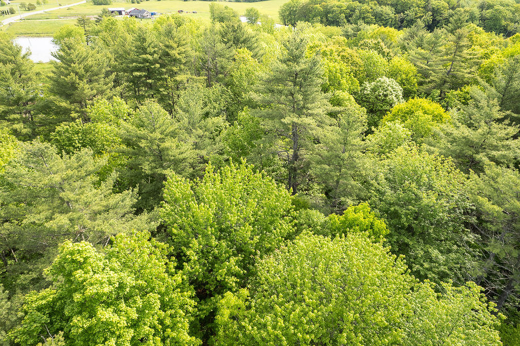 1171 Plains Road Property Photo 10