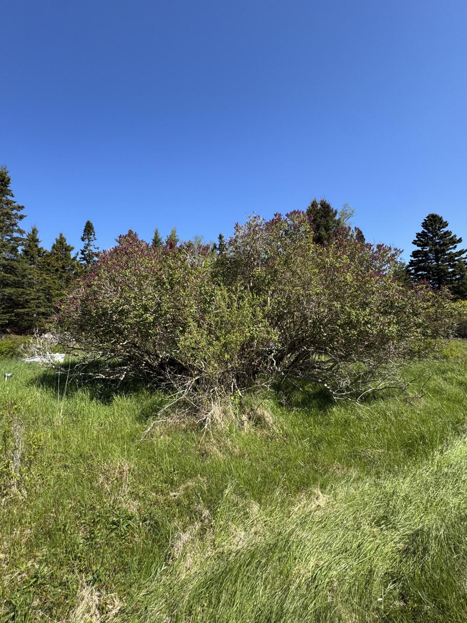 Lot #5 George Wright Road Property Photo 20