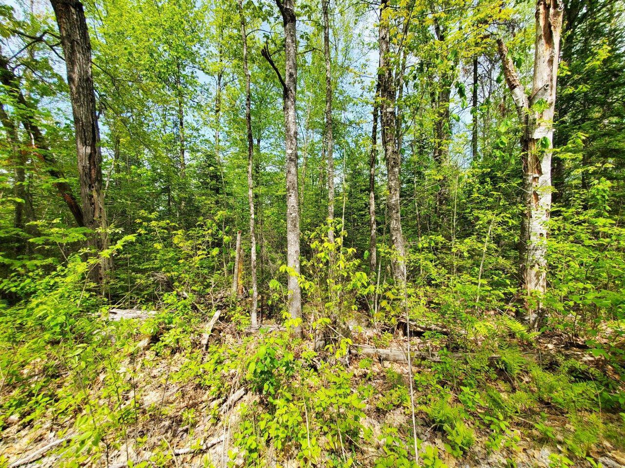 Lot 3 Maple Road Property Photo 19