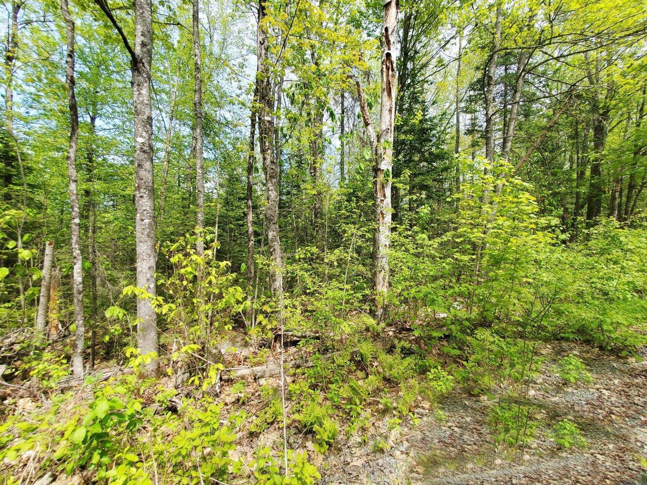 Lot 3 Maple Road Property Photo 23