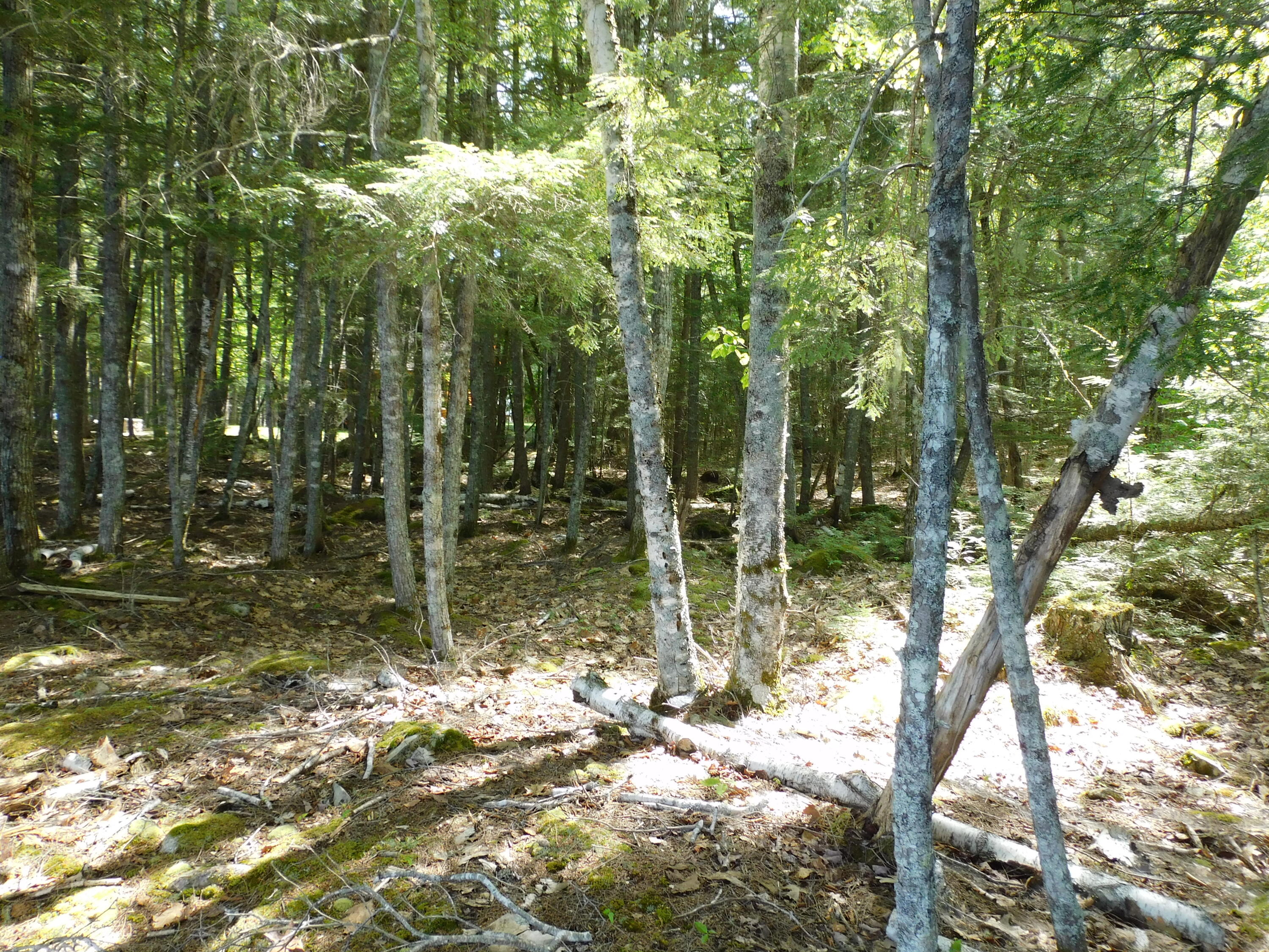 Lot 2 Big Lake Shores Road Property Photo 9