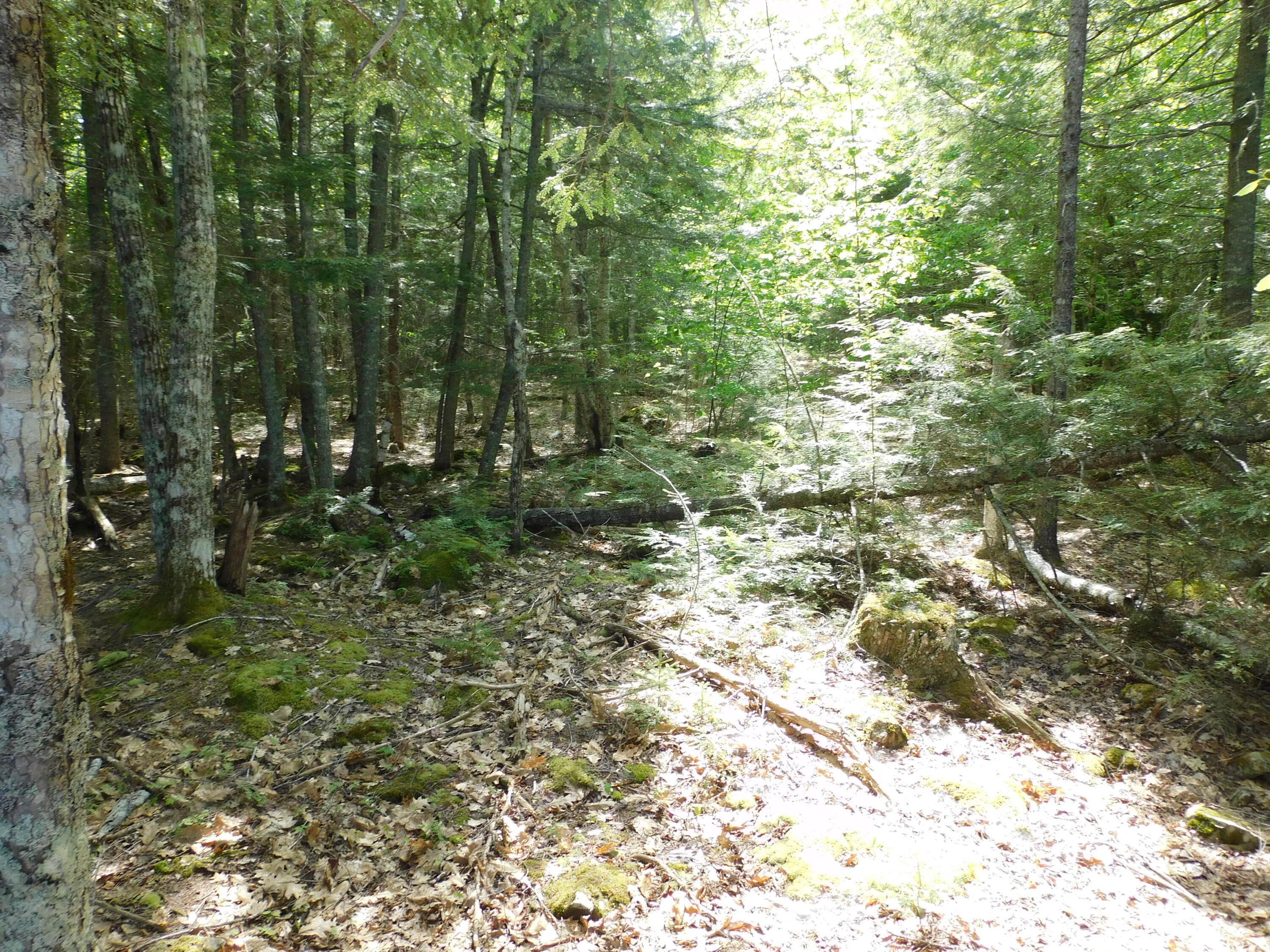 Lot 2 Big Lake Shores Road Property Photo 10