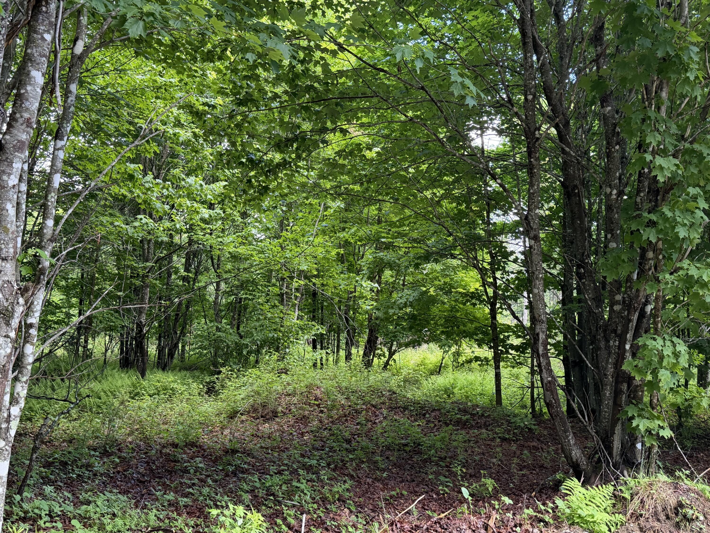 Lot 35 Mountain View Trail Property Photo 7