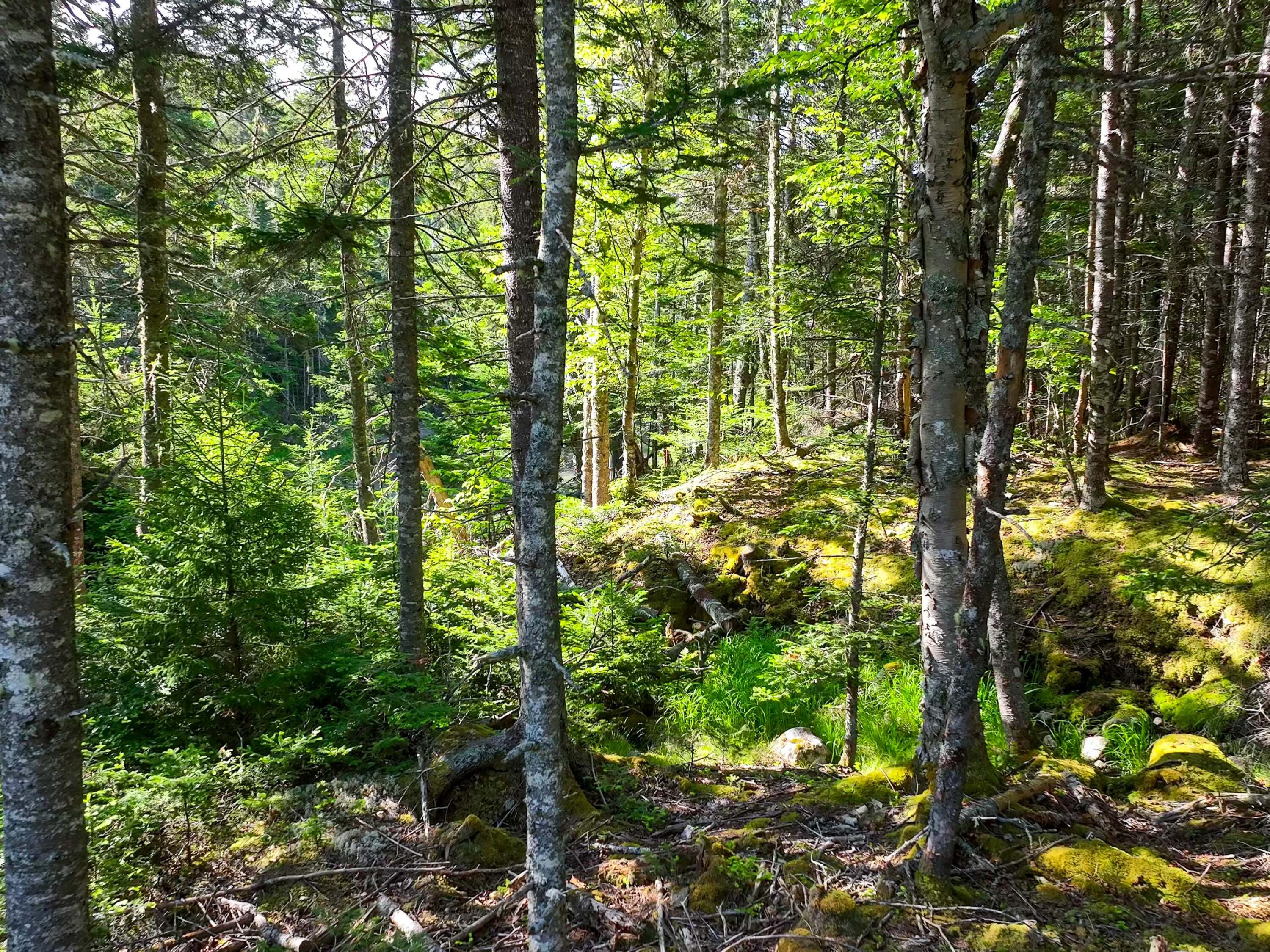 M2 L43 Old Wagon Trail Road Property Photo 19