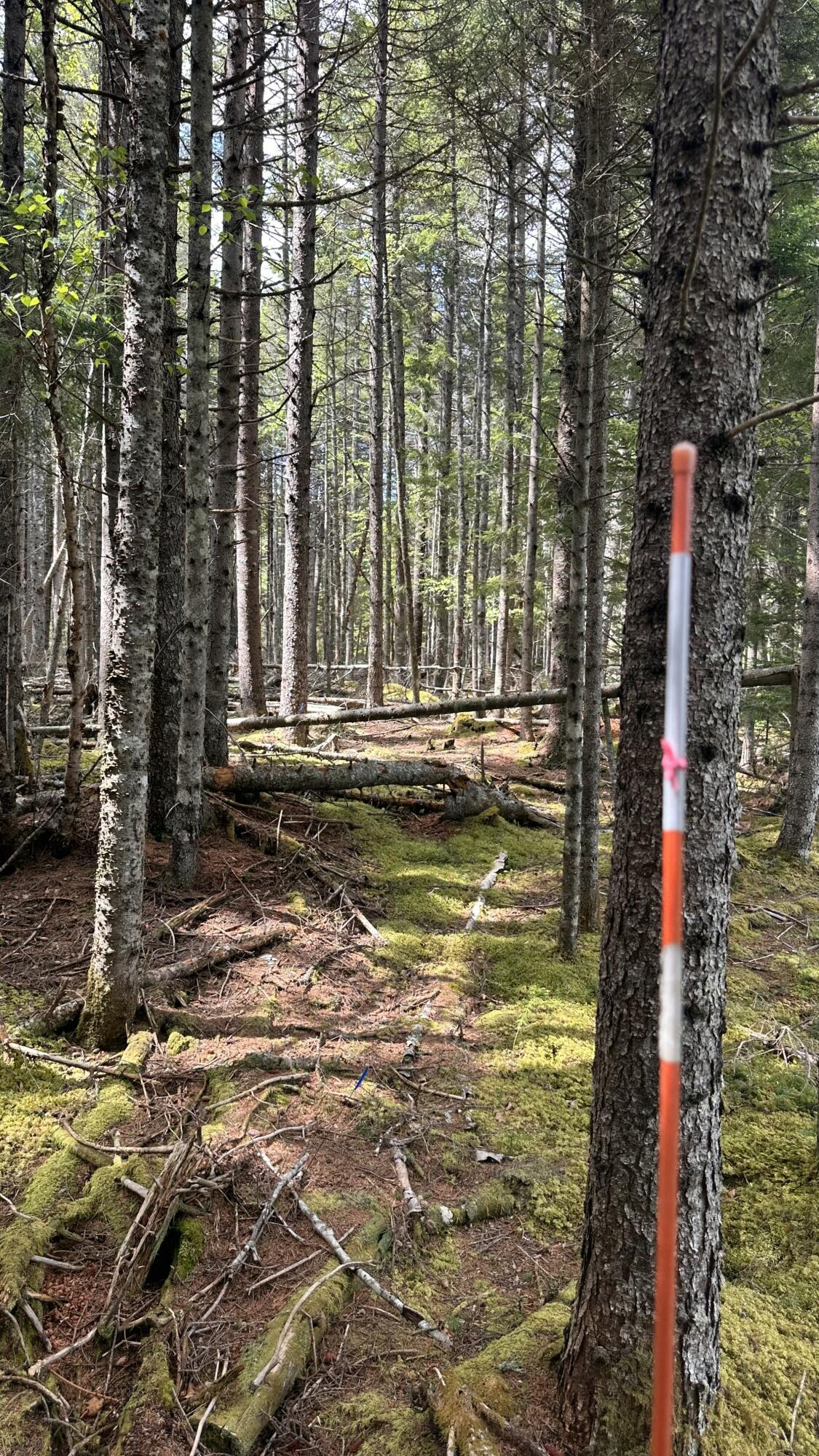 M2 L43 Old Wagon Trail Road Property Photo 22