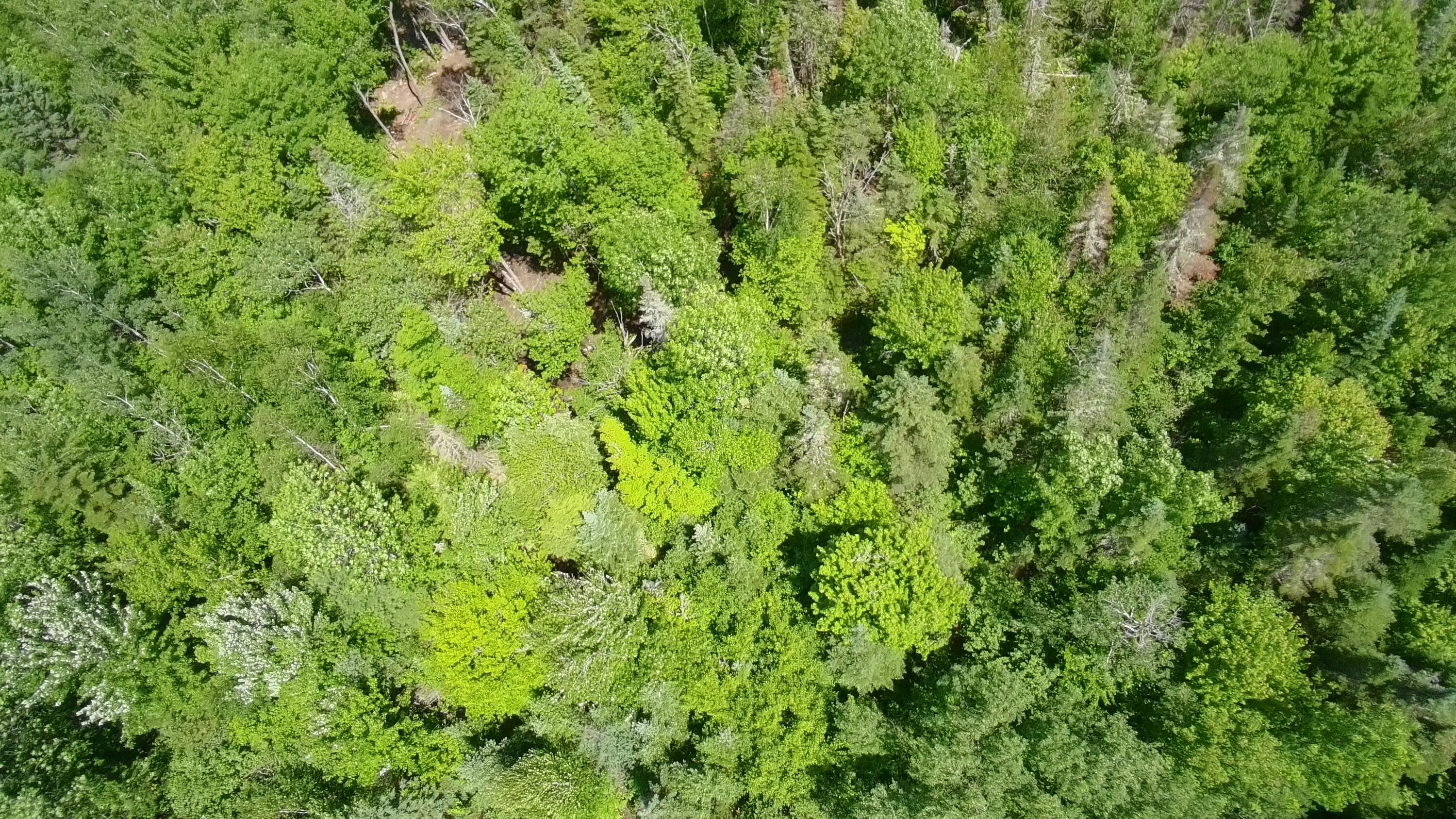 Lot 12-001 Off North Guilford Road Property Photo 35