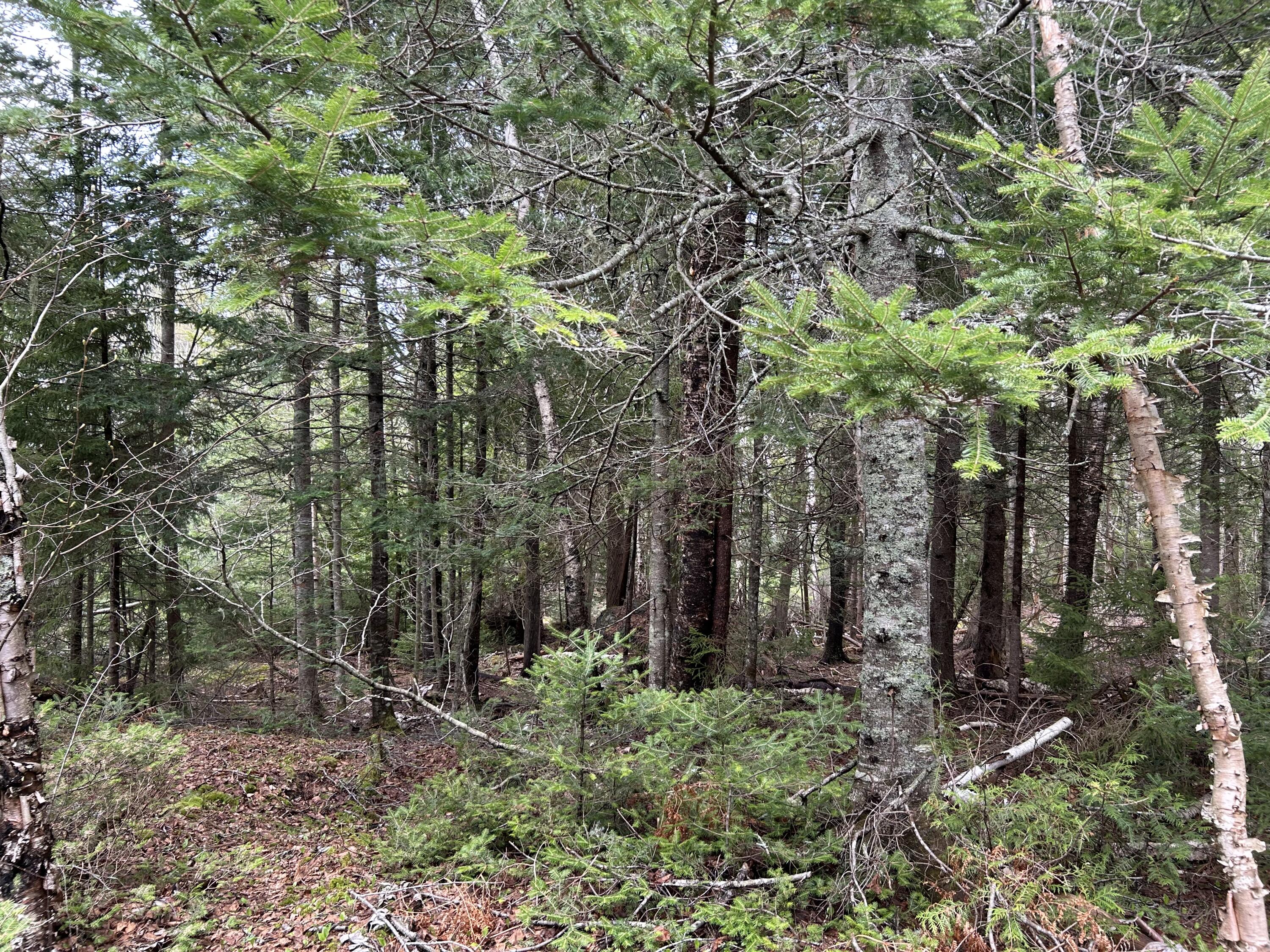 Lot 4 North Shore Road Property Photo 6