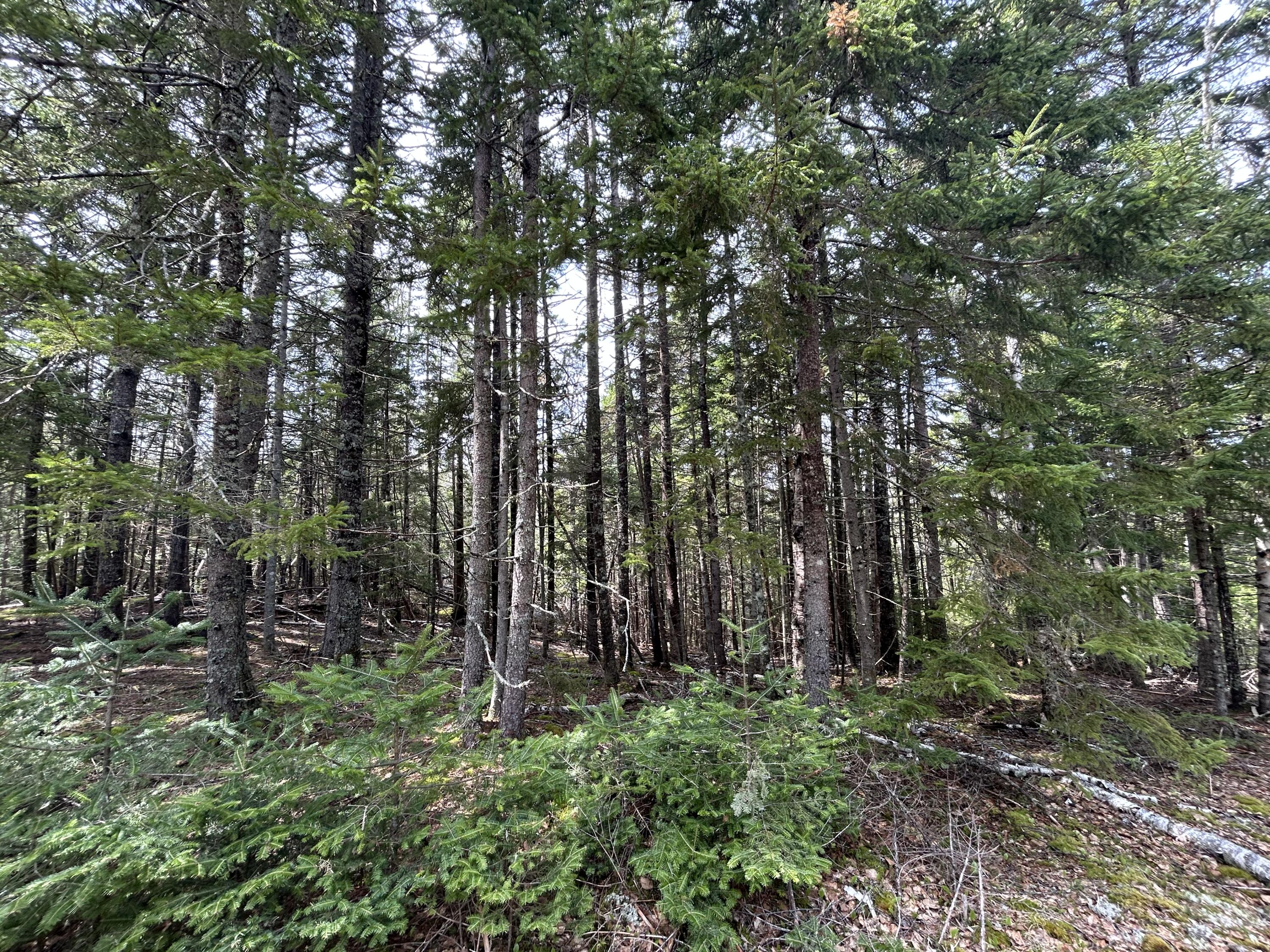 Lot 4 North Shore Road Property Photo 10