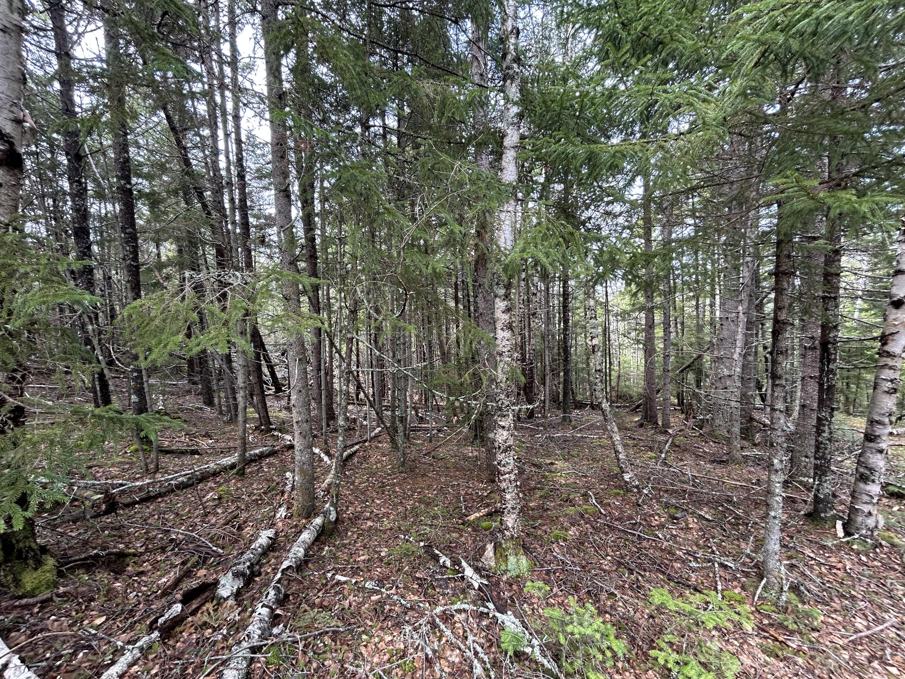 Lot 4 North Shore Road Property Photo 11