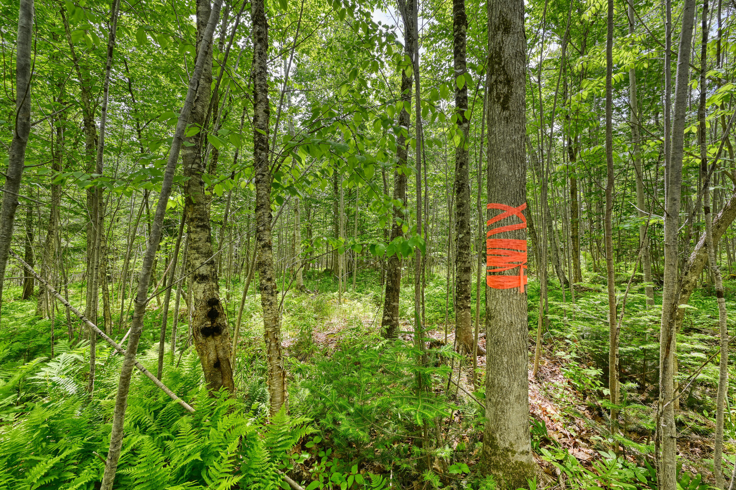 0 Macomber Road Property Photo 6
