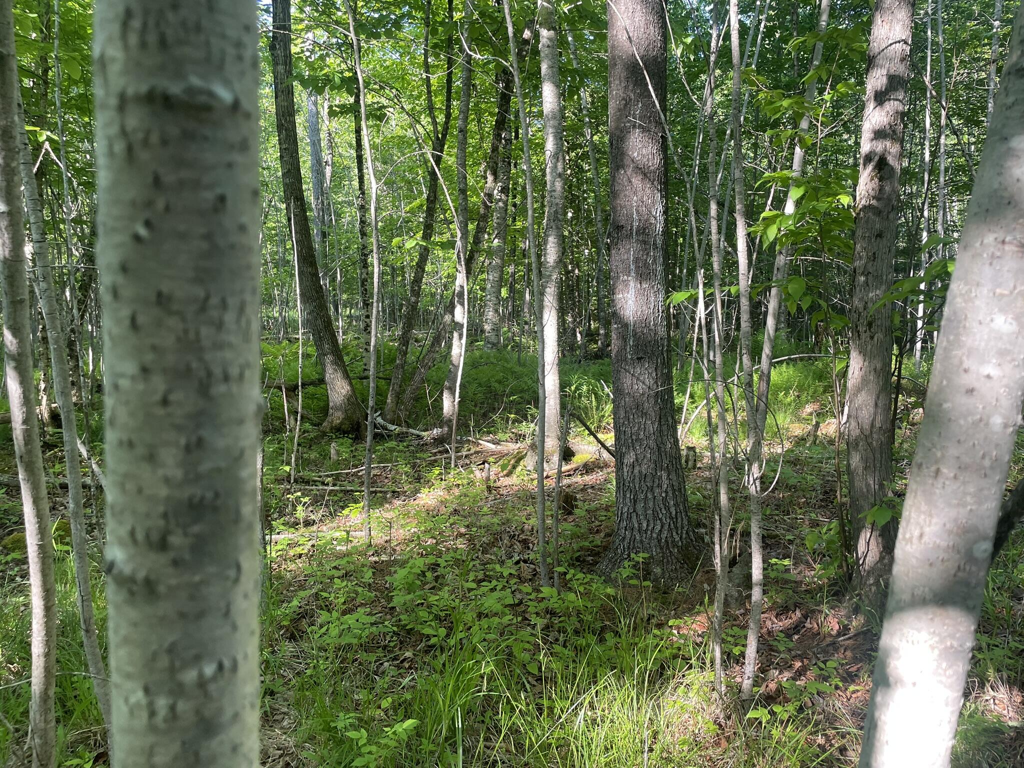 0 Macomber Road Property Photo 30