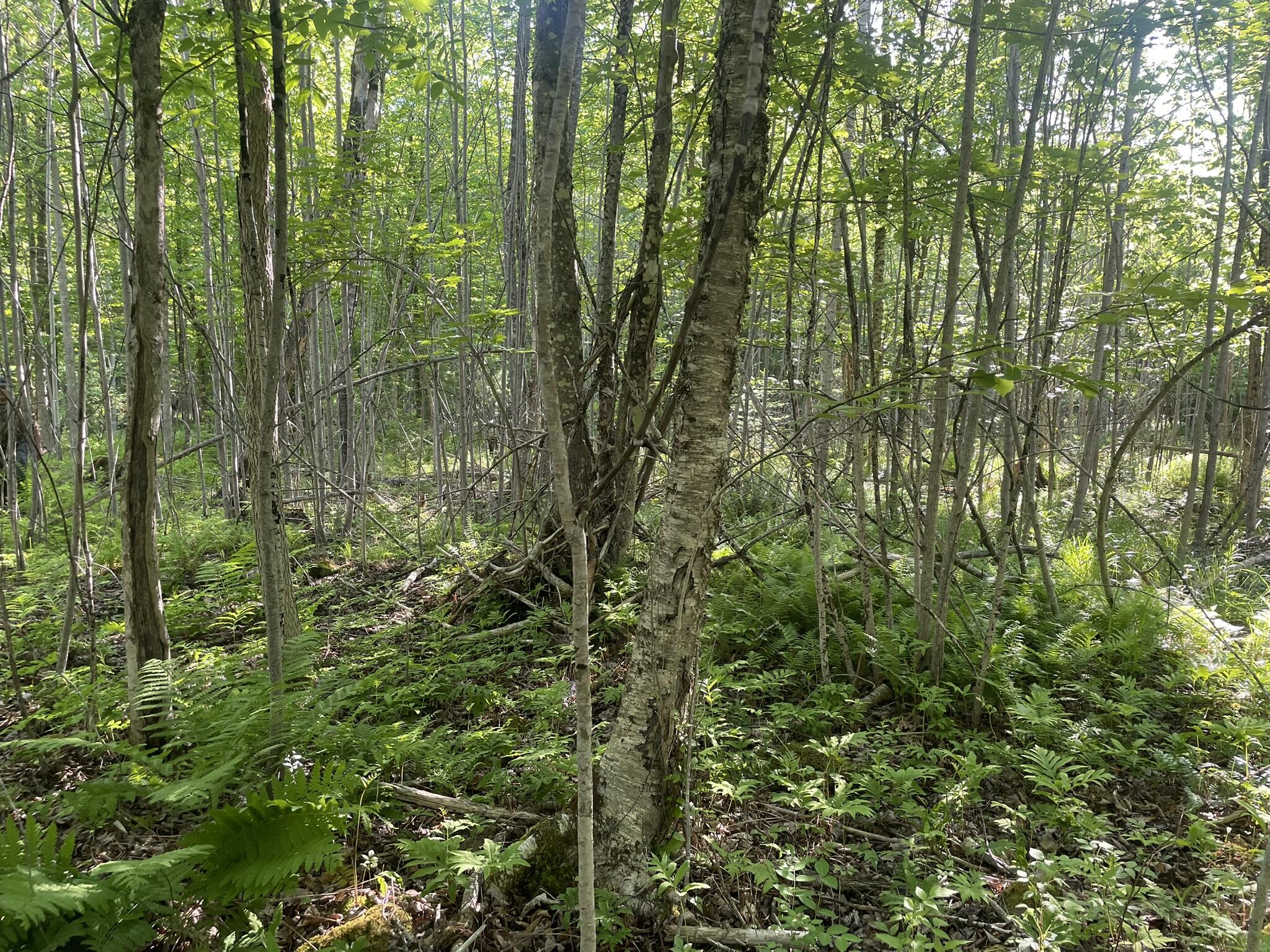 0 Macomber Road Property Photo 32
