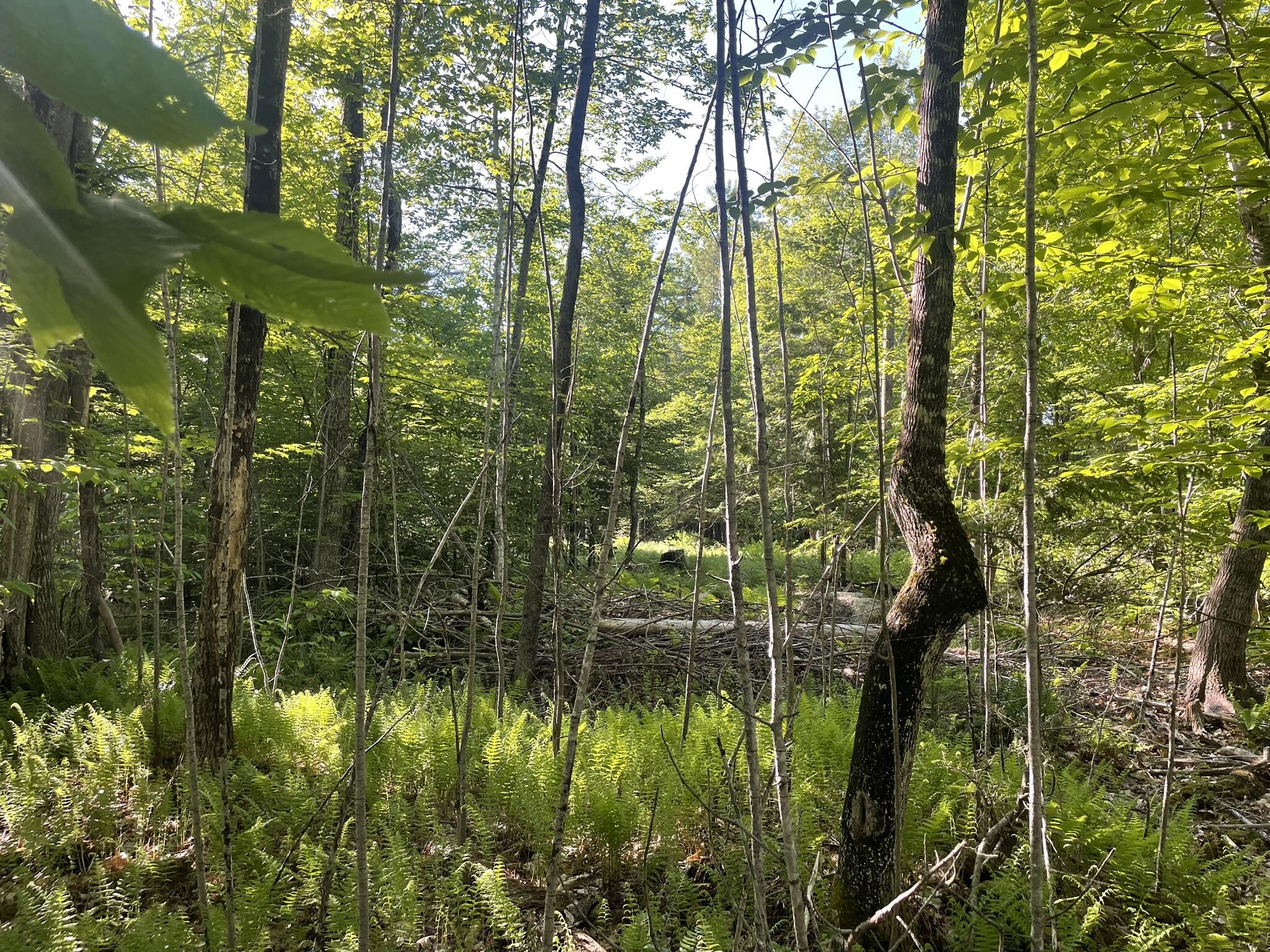 0 Macomber Road Property Photo 33