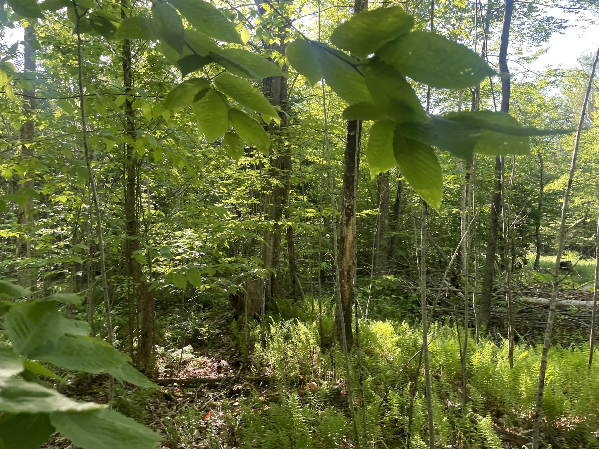 0 Macomber Road Property Photo 34