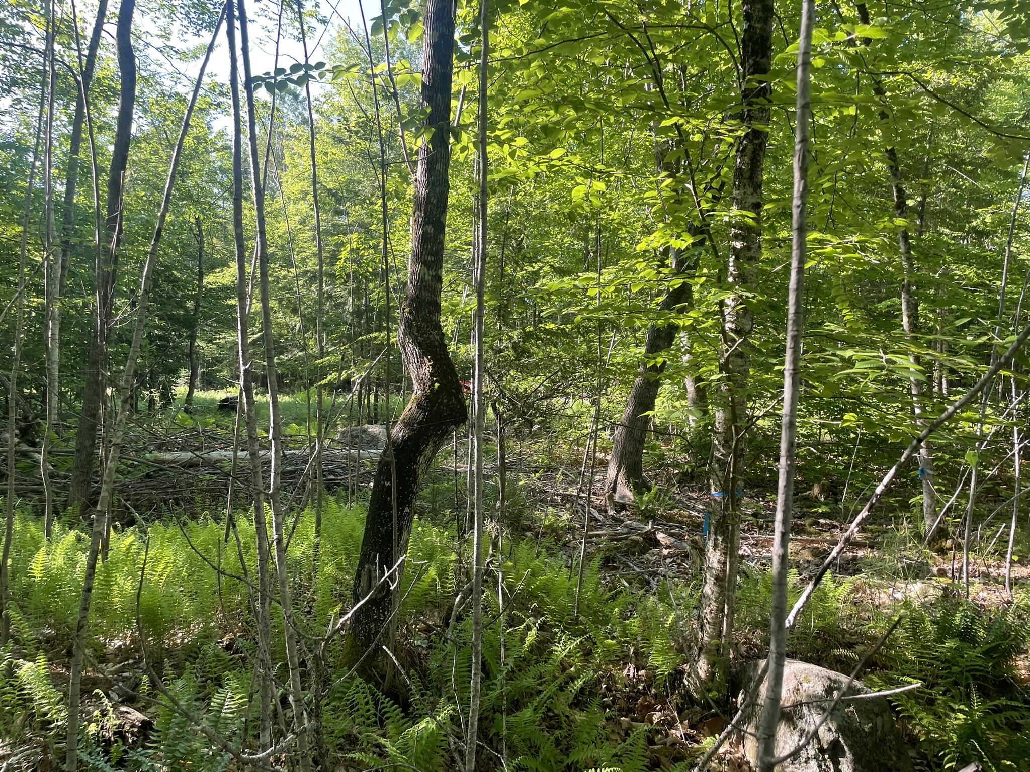 0 Macomber Road Property Photo 35