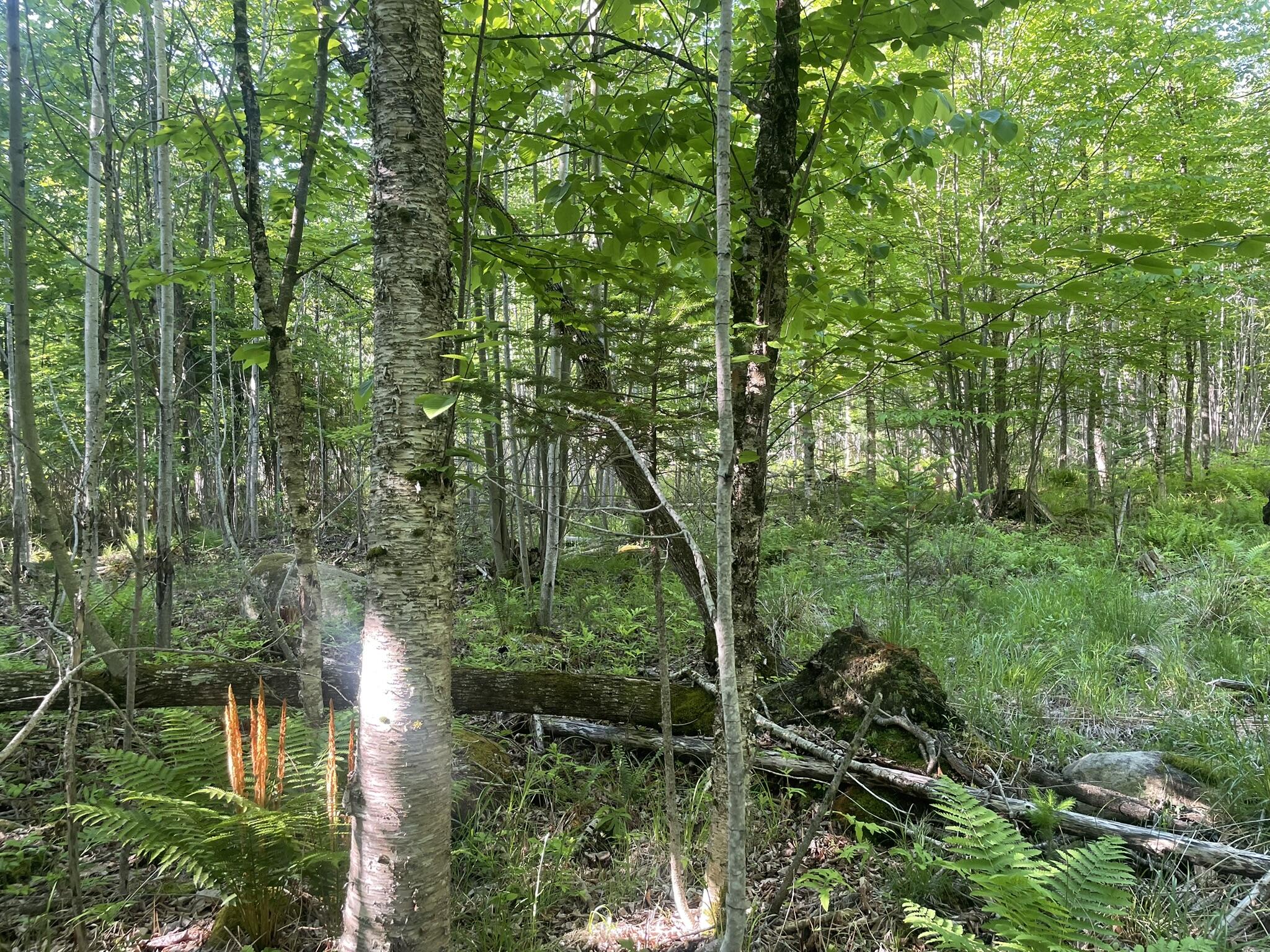 0 Macomber Road Property Photo 37