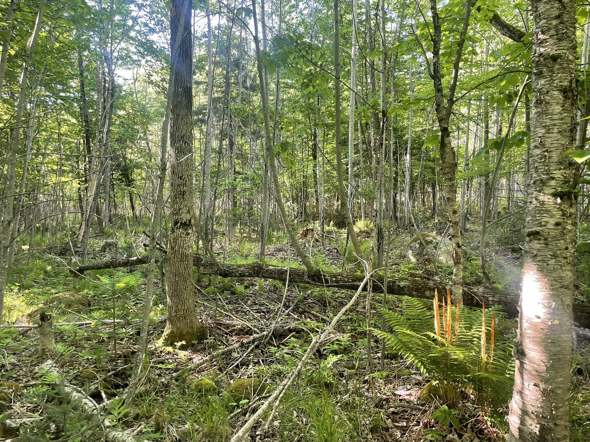 0 Macomber Road Property Photo 38