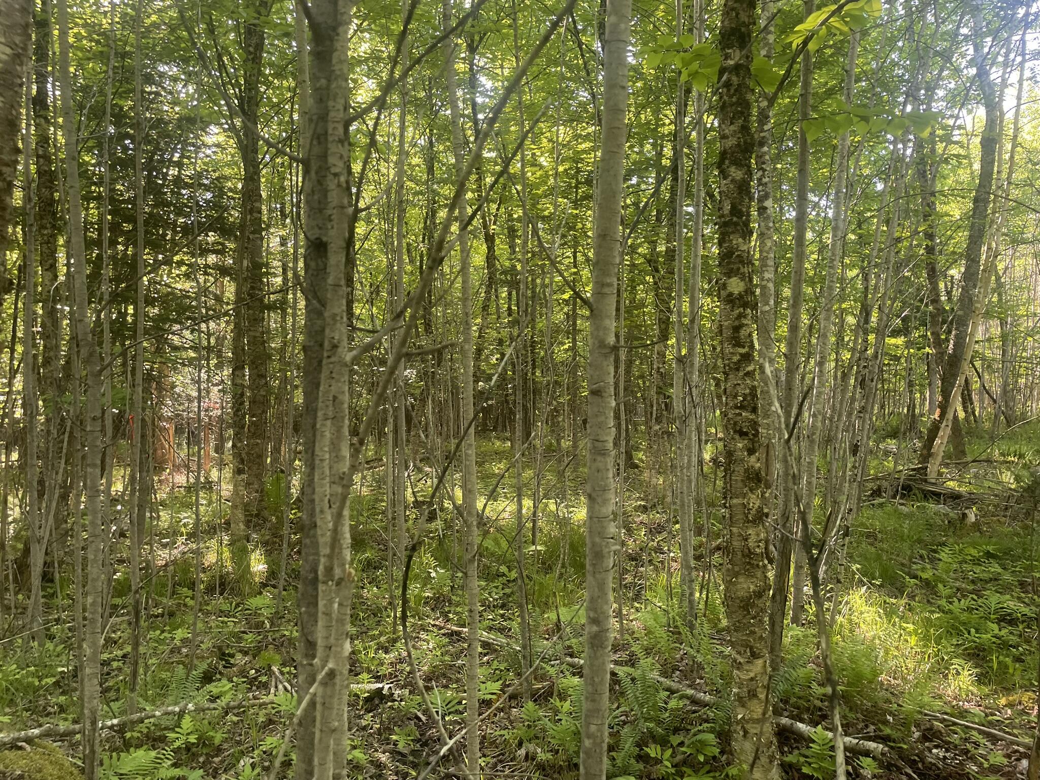 0 Macomber Road Property Photo 44