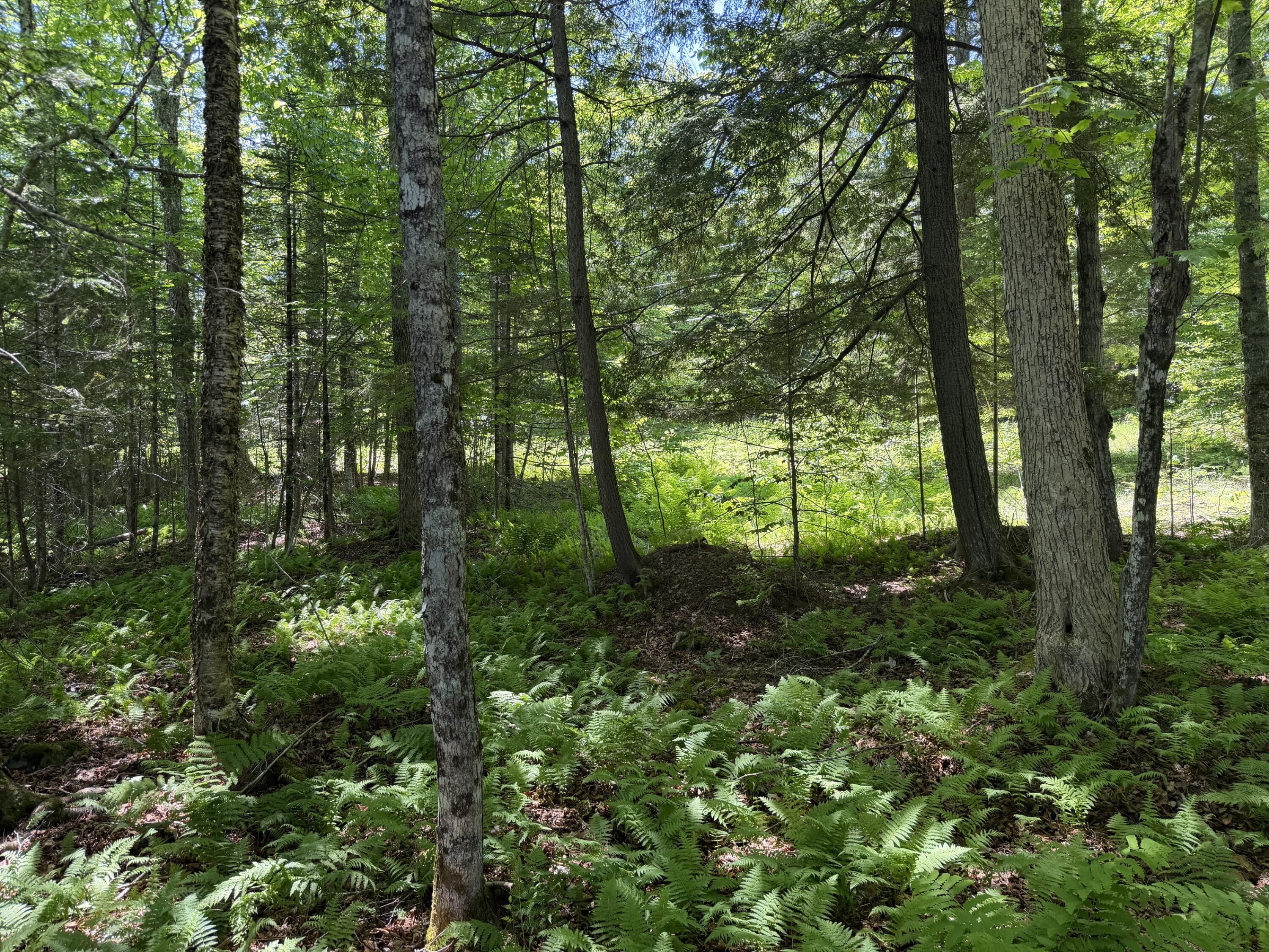 Map 21 Lot 11 Bear Lane Property Photo 6