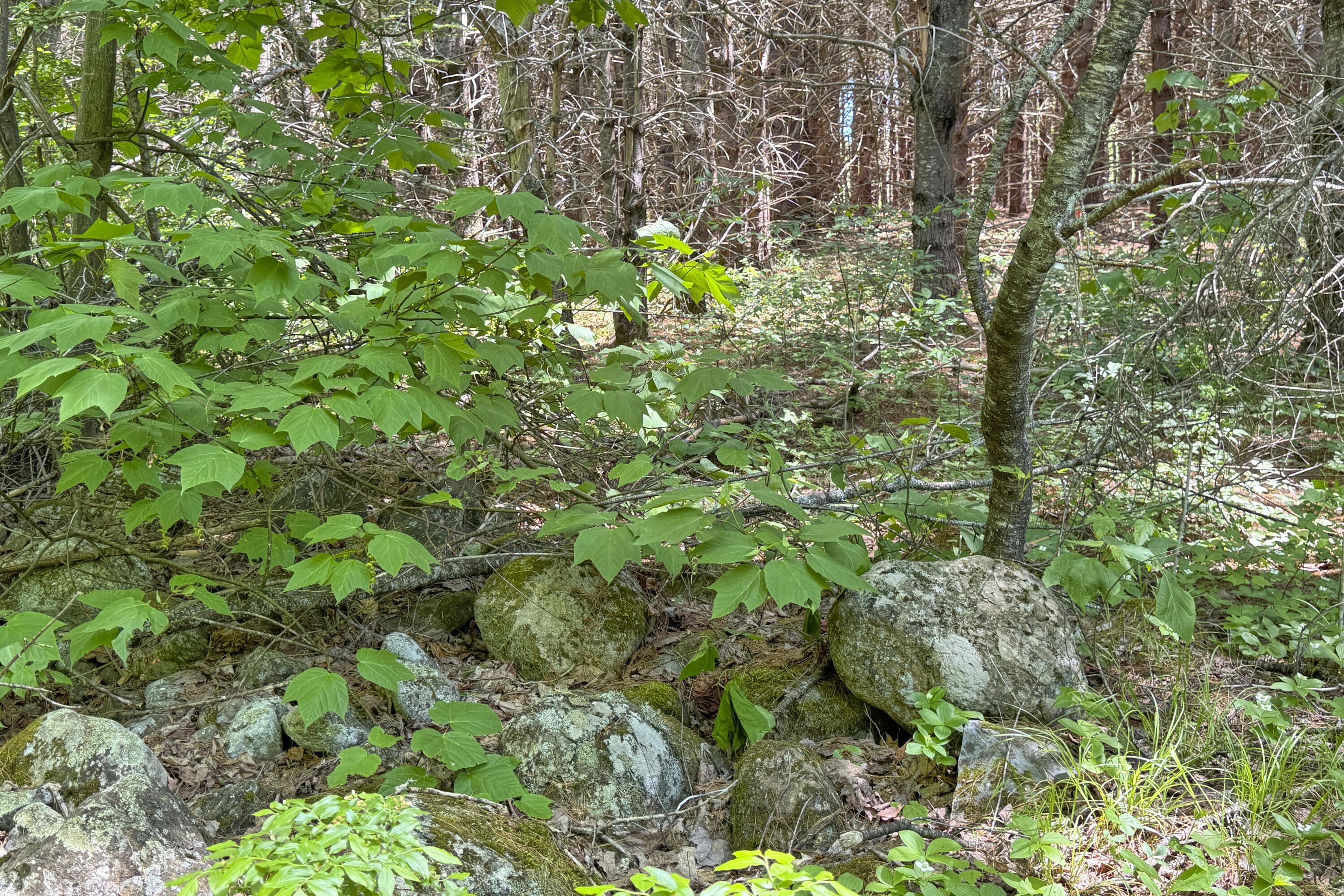 Lot 23 Mountain View Lane Property Photo 3