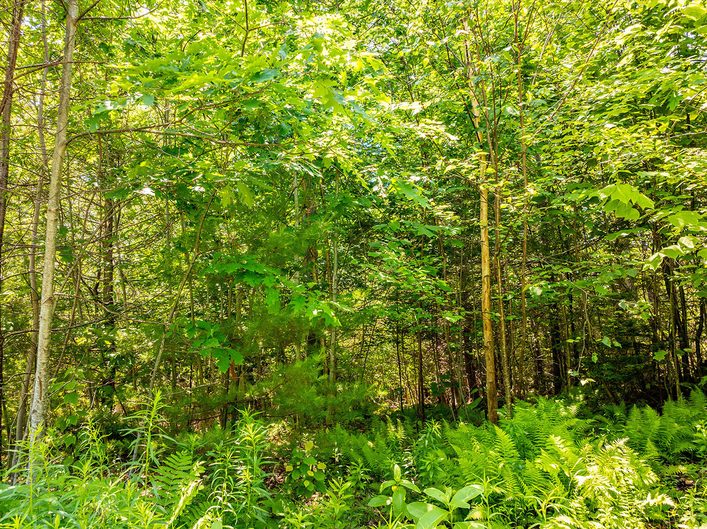 00 Mountain Arrow Drive Upper Lot Property Photo 6