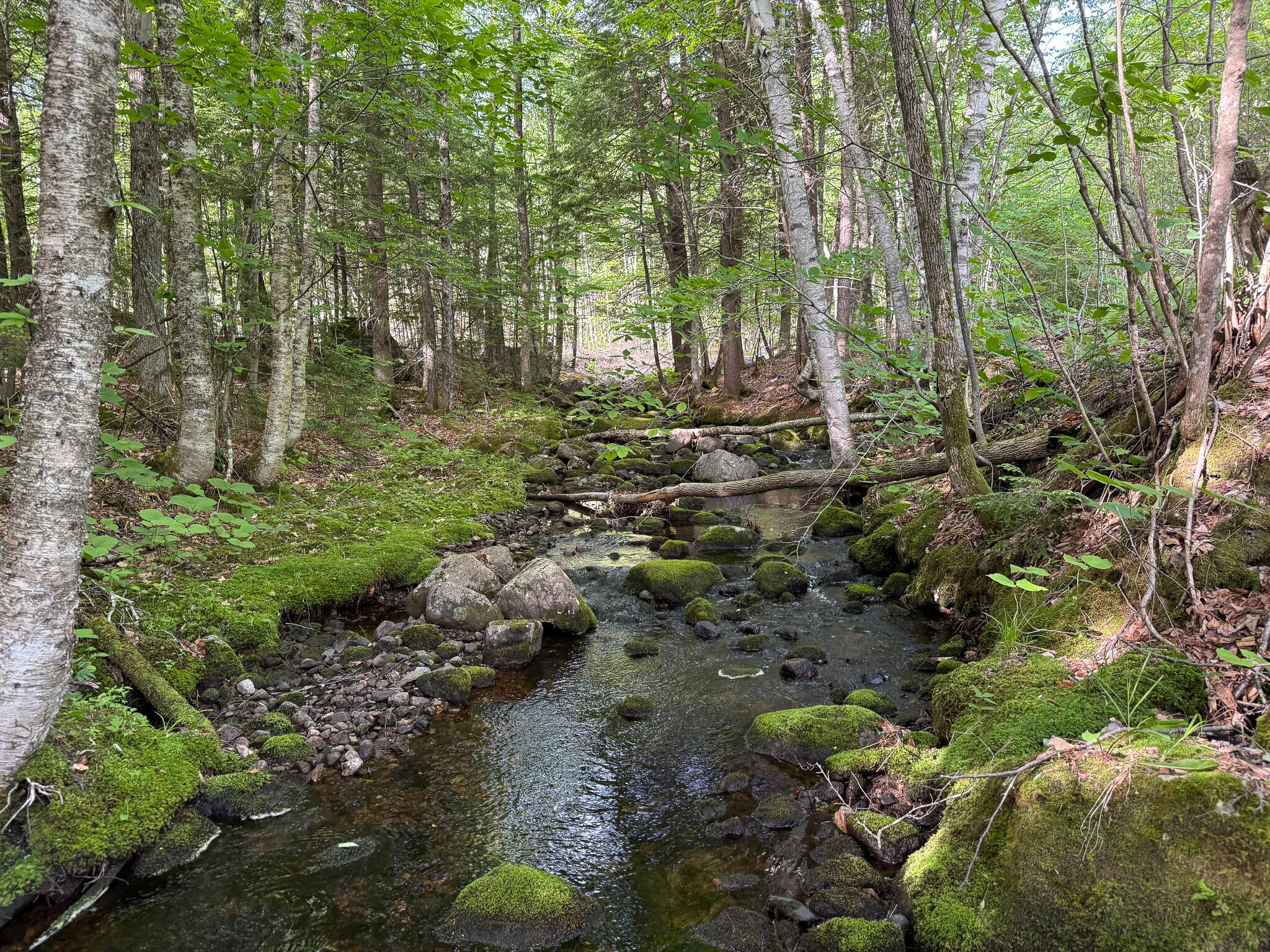 Map 10 Lot 1 Dow Brook Road Property Photo 7