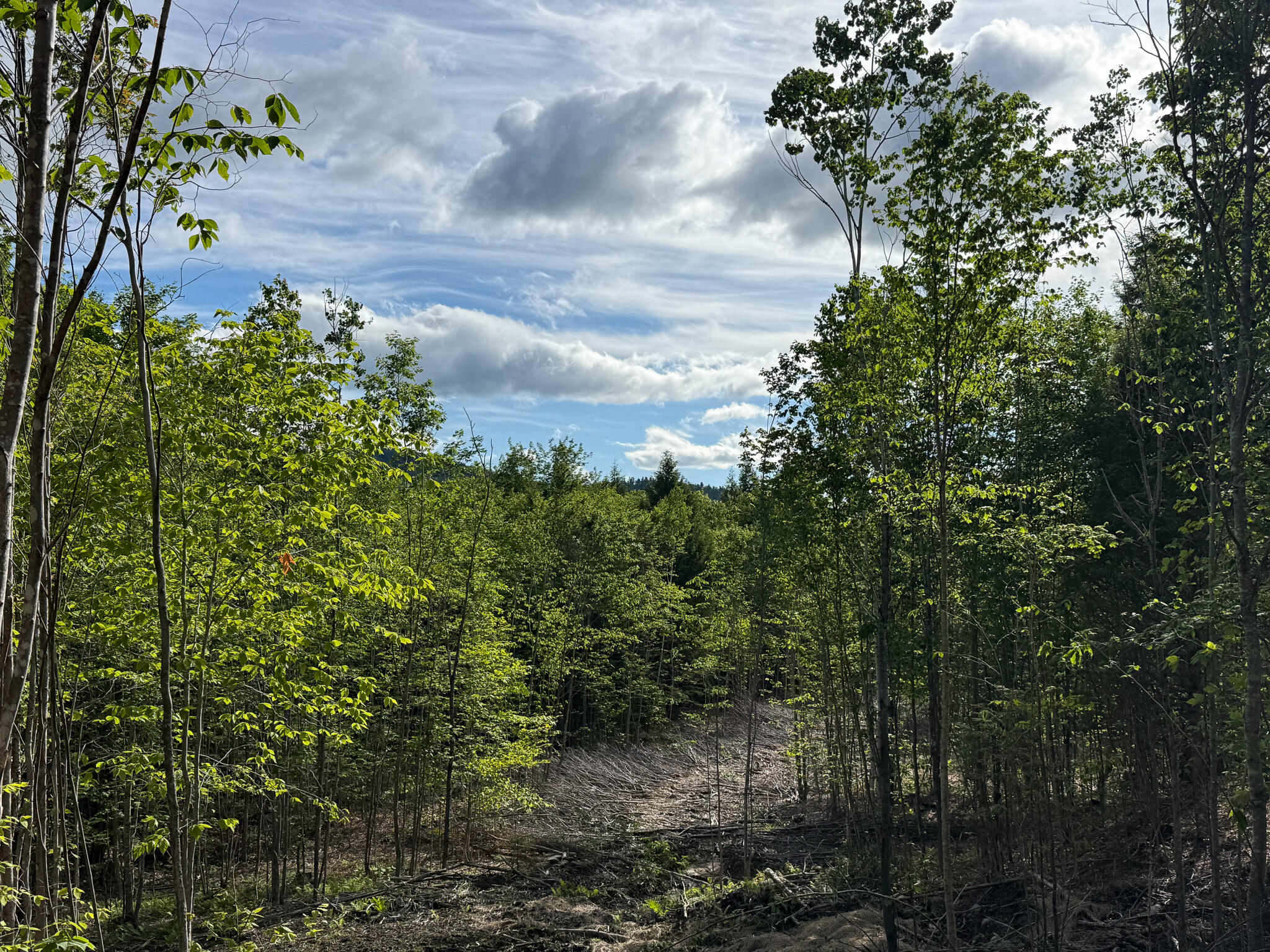 Map 10 Lot 1 Dow Brook Road Property Photo 13