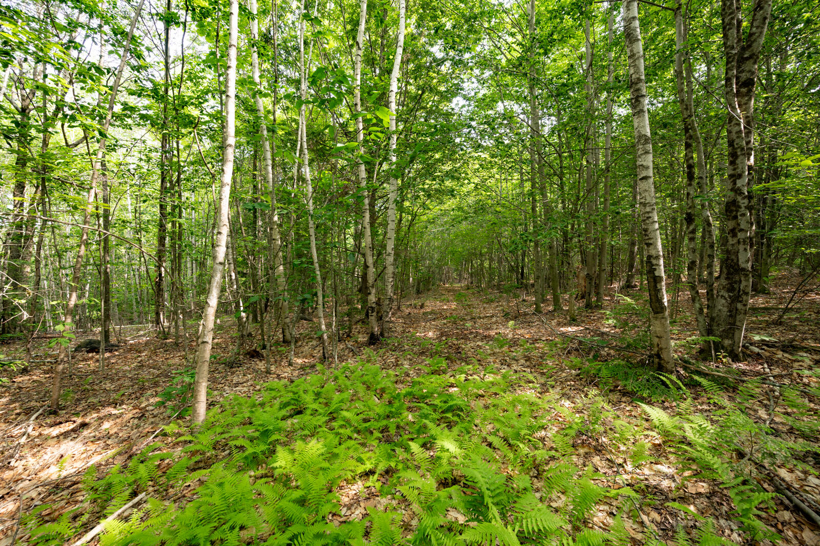 237-001 Hopper Road Property Photo 14