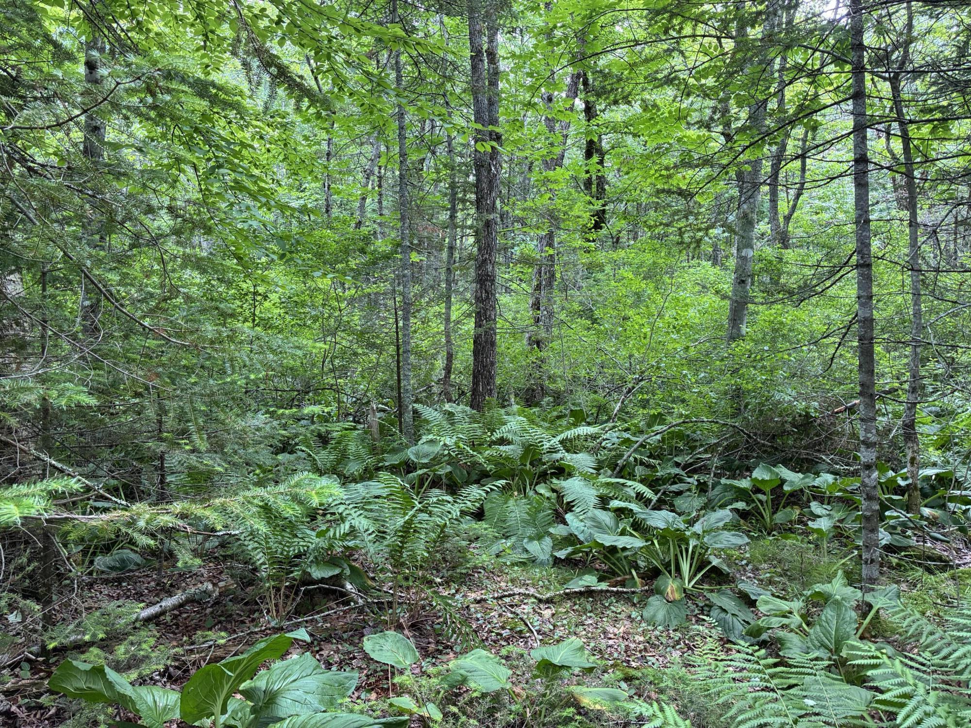Lot #40 Route 17 (augusta Road) Property Photo 5