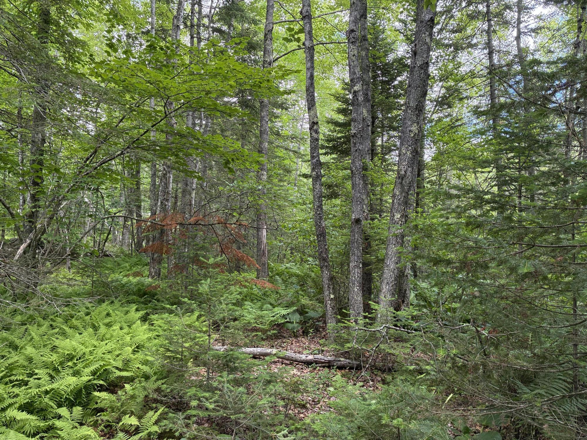 Lot #40 Route 17 (augusta Road) Property Photo 6