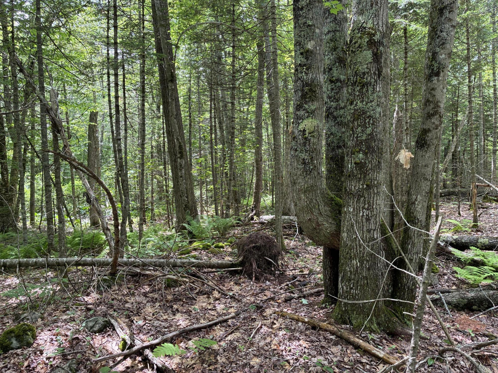 Lot #40 Route 17 (augusta Road) Property Photo 7
