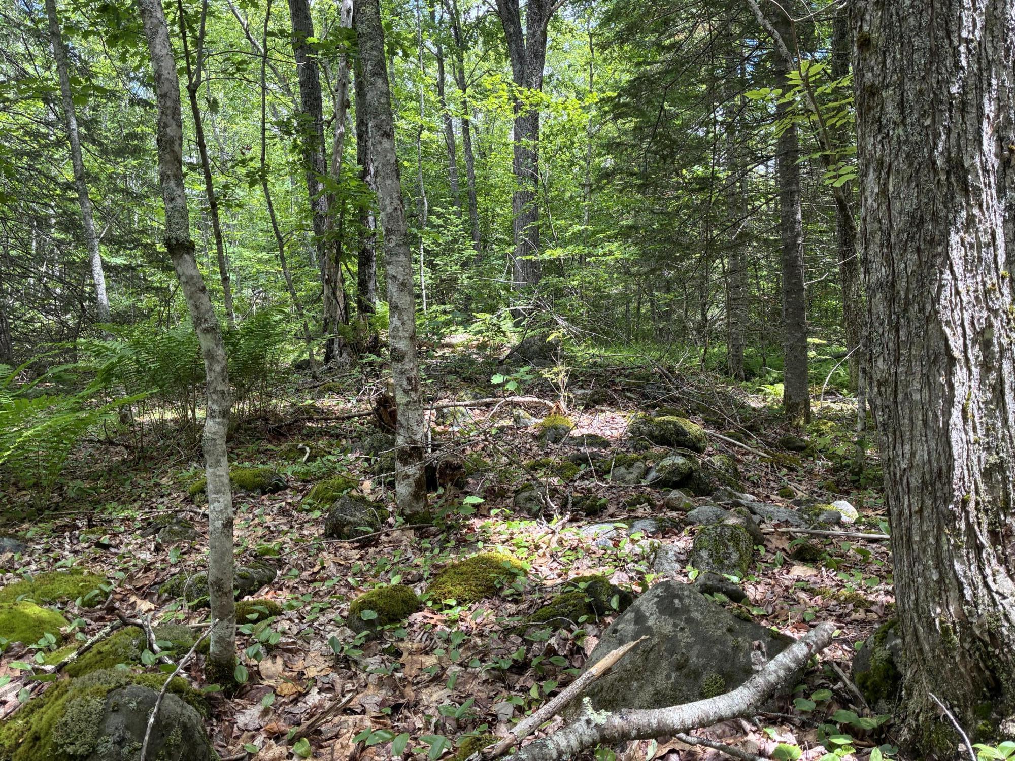 Lot #40 Route 17 (augusta Road) Property Photo 10