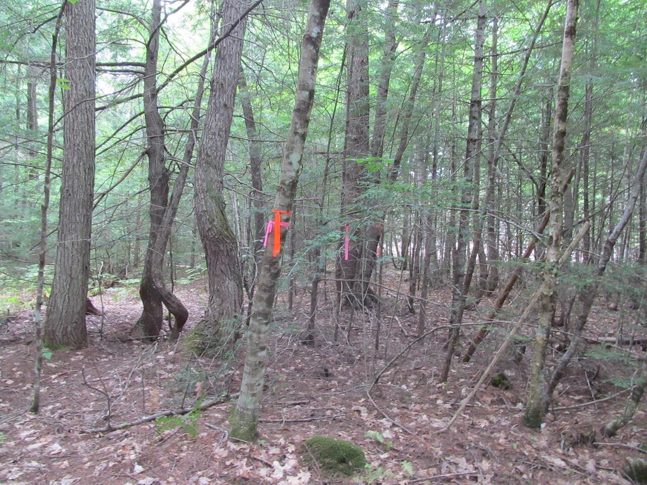 L27 Cummings Lane Property Photo 10