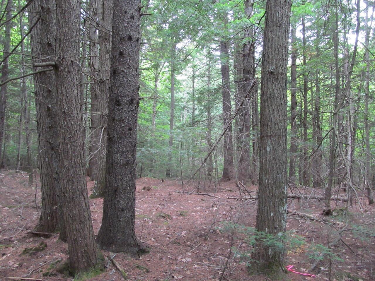 L27 Cummings Lane Property Photo 32