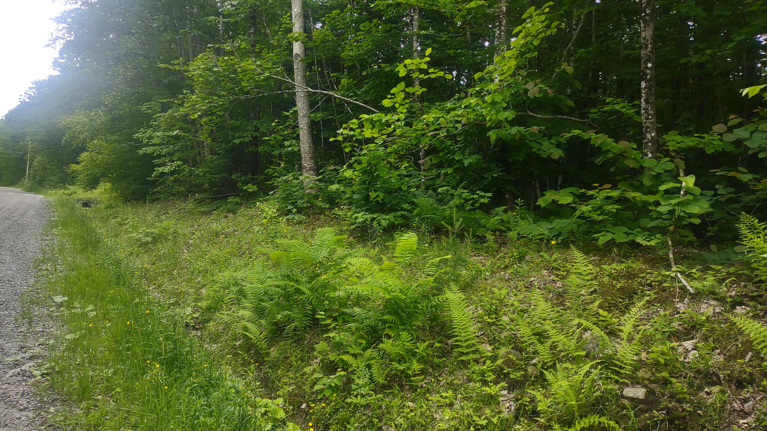 Tbd Stream Road Road Property Photo 4