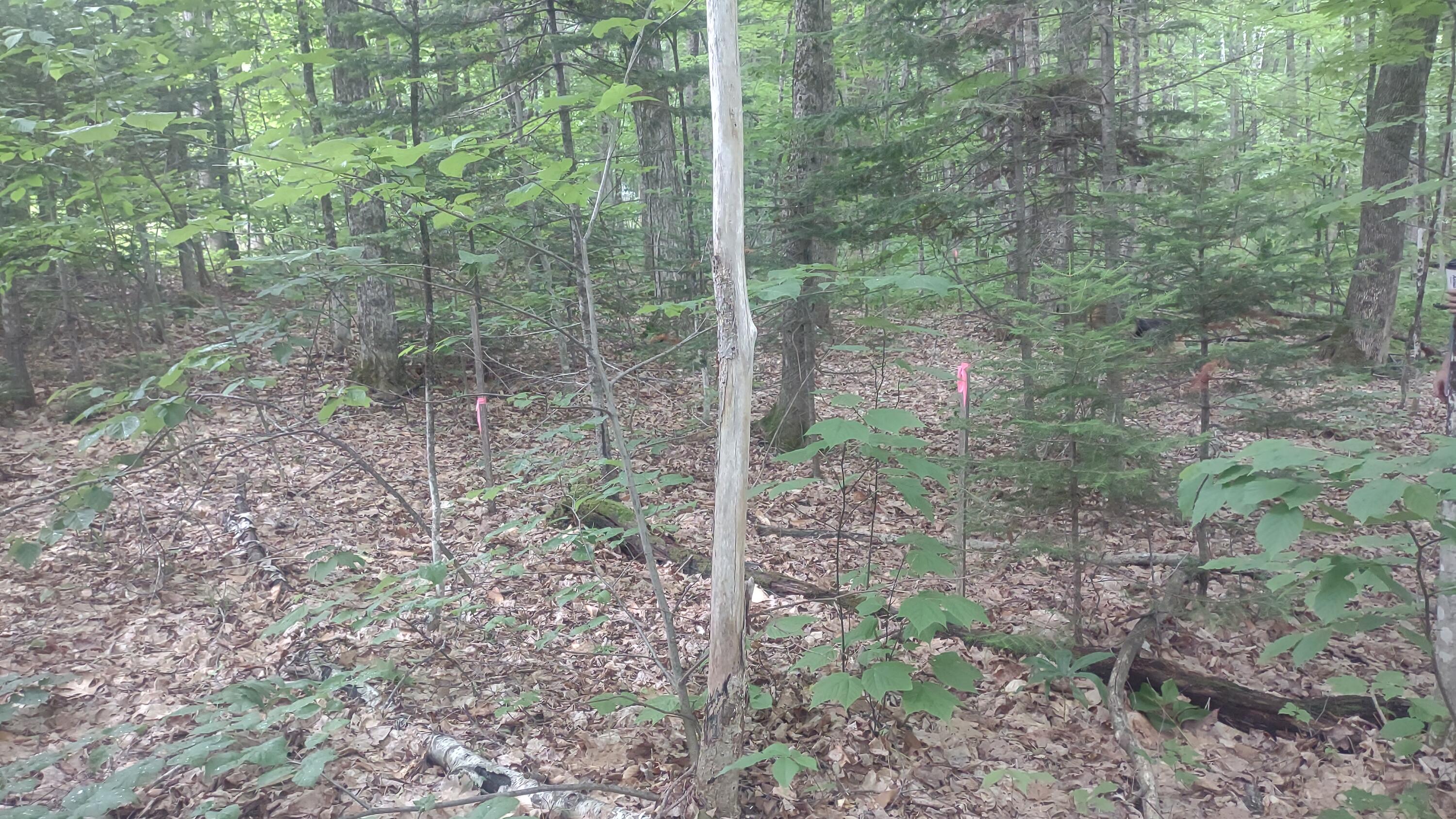 Tbd Stream Road Road Property Photo 5