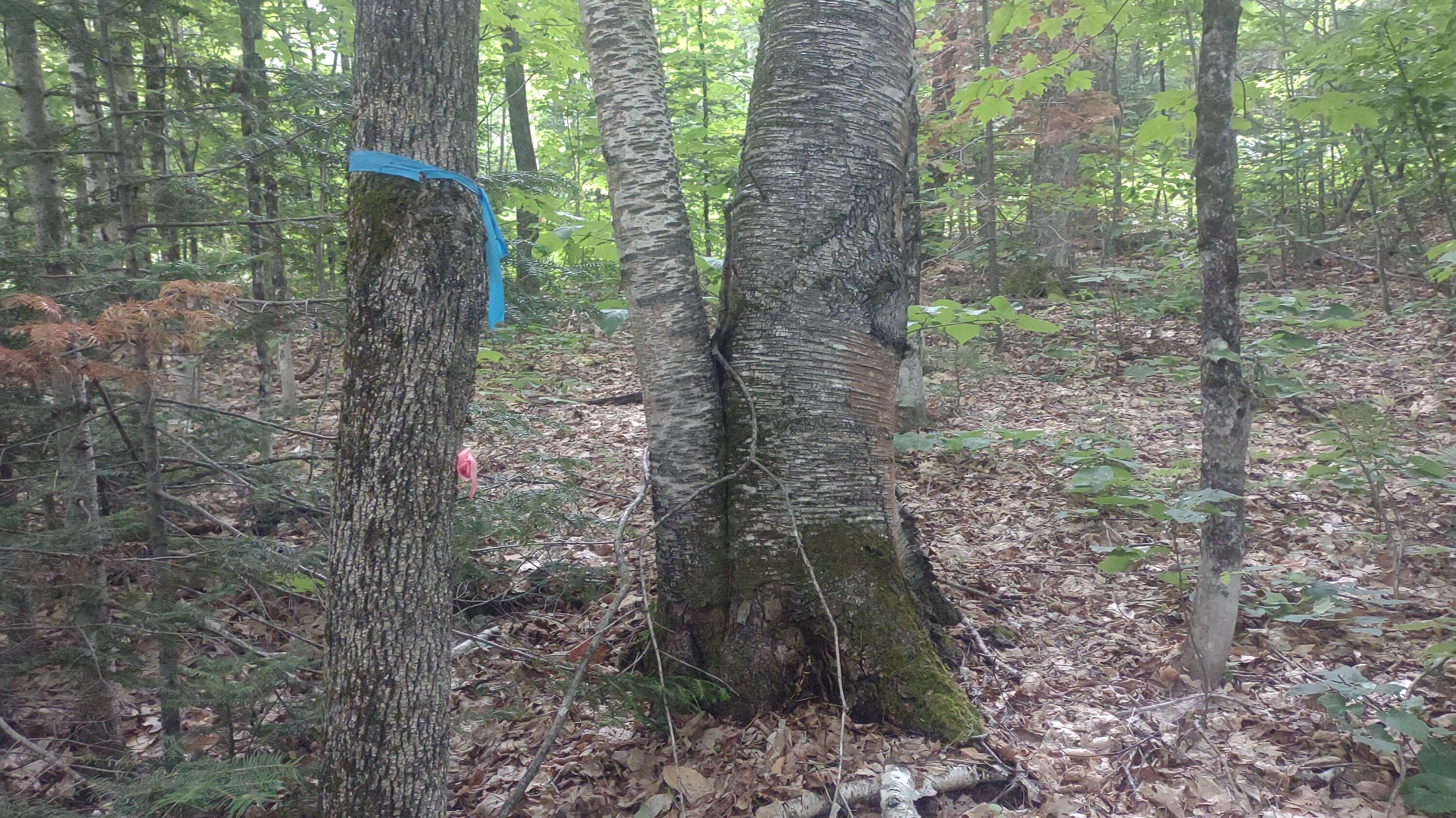 Tbd Stream Road Road Property Photo 6